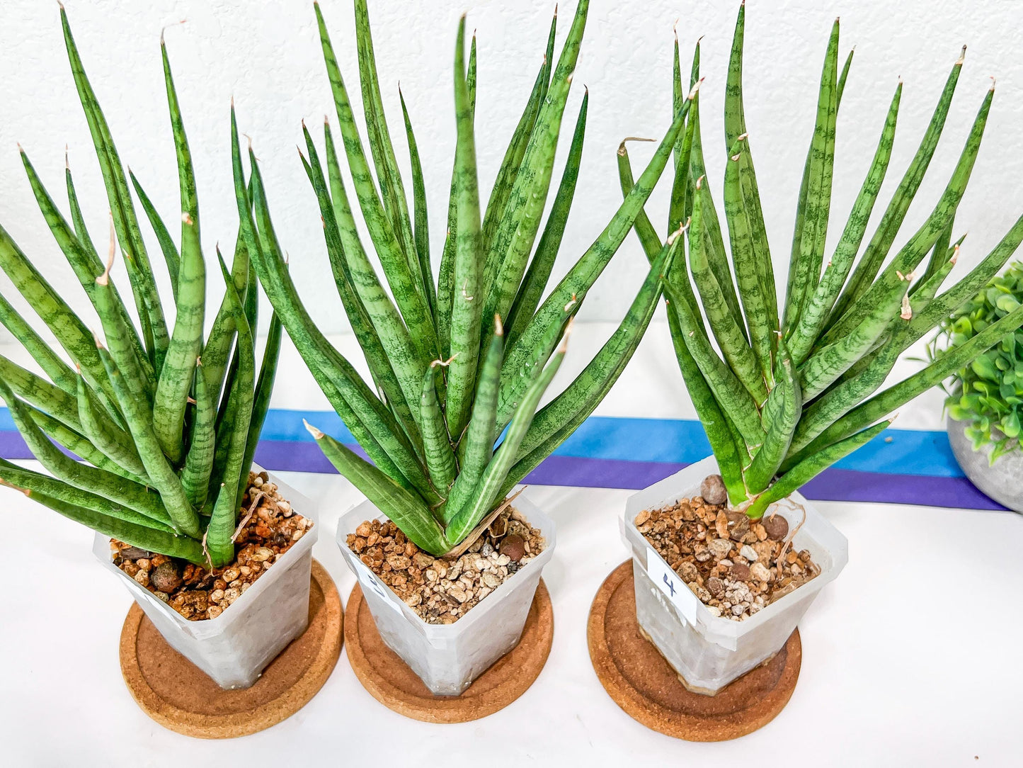 Sansevieria Blue Torch | Imported Plants | Rare Hybrid Species