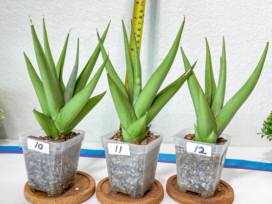 Sansevieria Chanin Small (#A5) | Select Your Unique Green Rarity