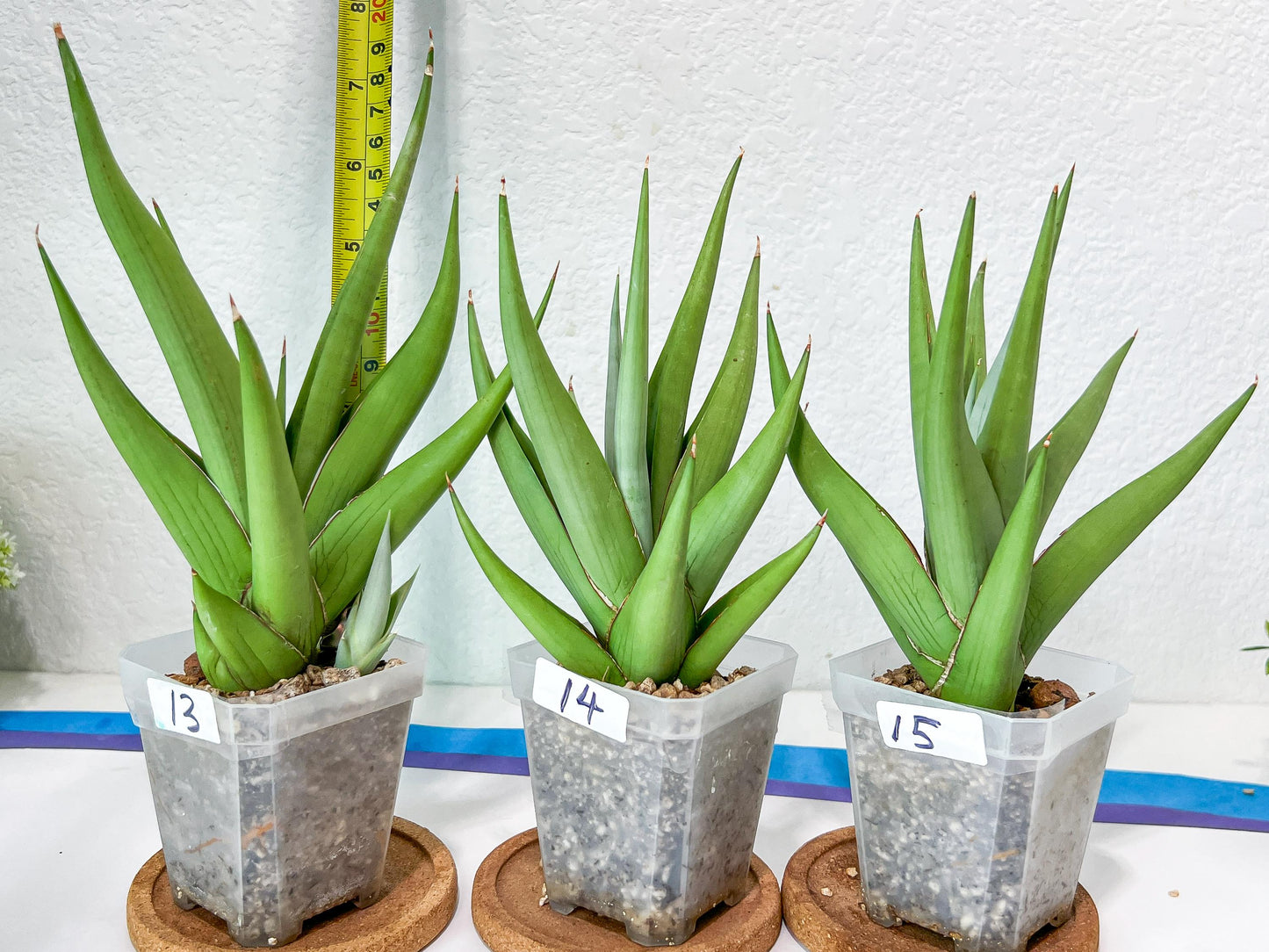 Sansevieria Chanin Small (#A5) | Select Your Unique Green Rarity