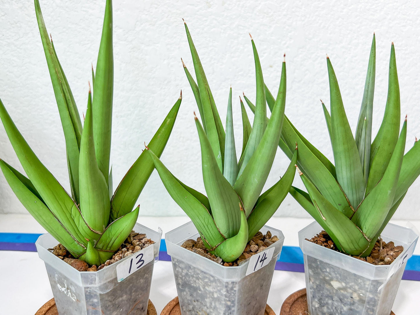 Sansevieria Chanin Small (#A5) | Select Your Unique Green Rarity