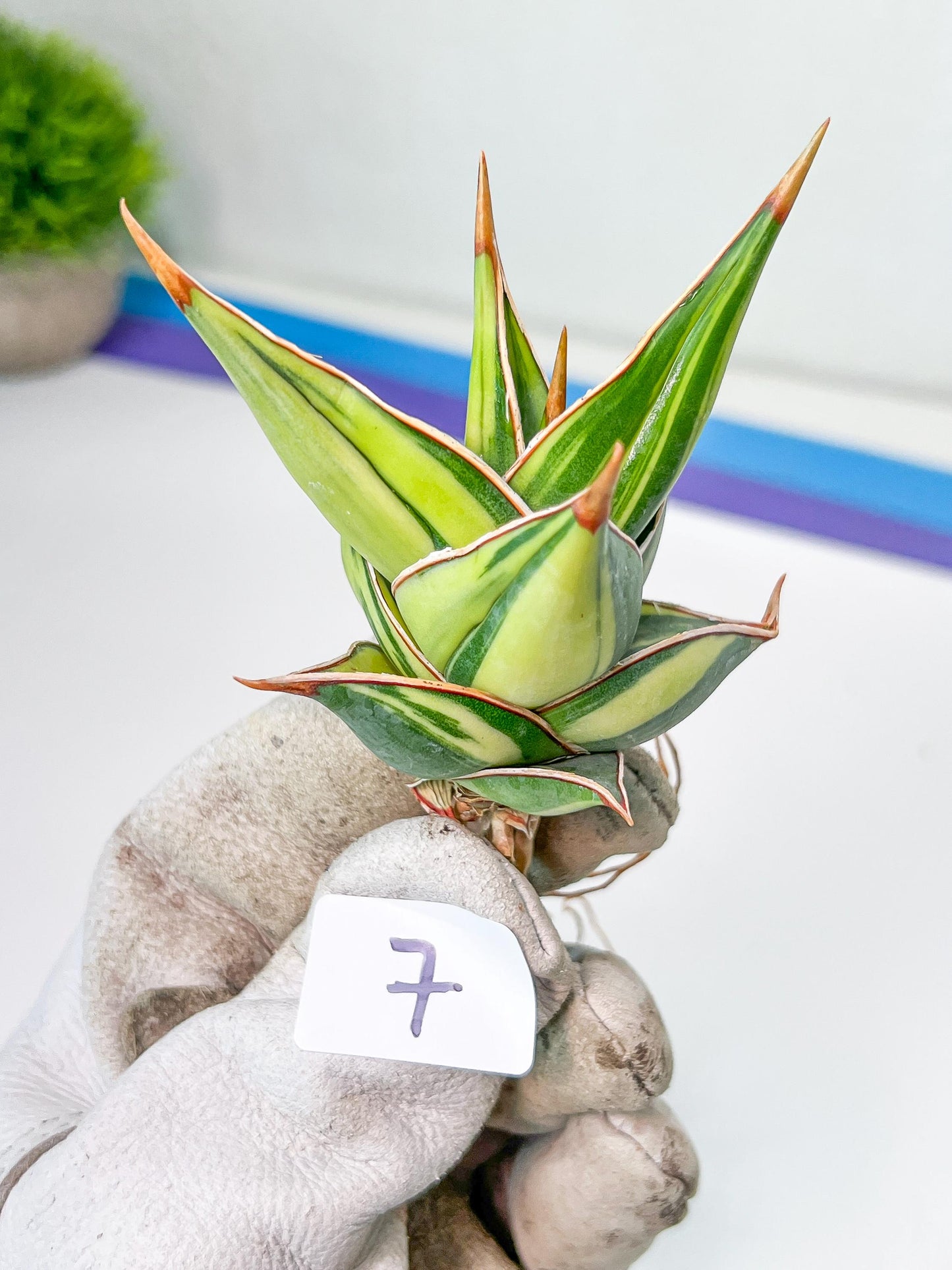 Sansevieria Pinguicula Variegated (C4) (5~6) | Select Your Unique Green Rarity