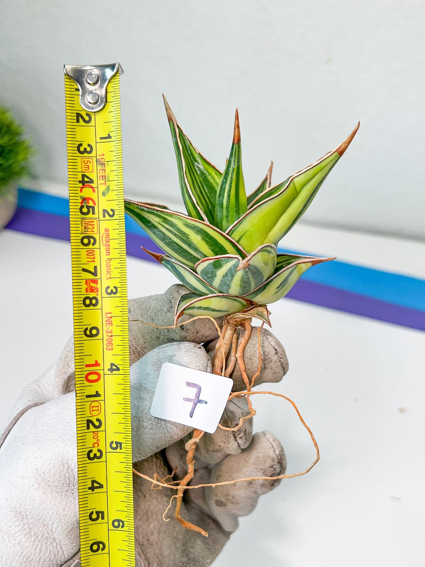 Sansevieria Pinguicula Variegated (C4) (5~6) | Select Your Unique Green Rarity