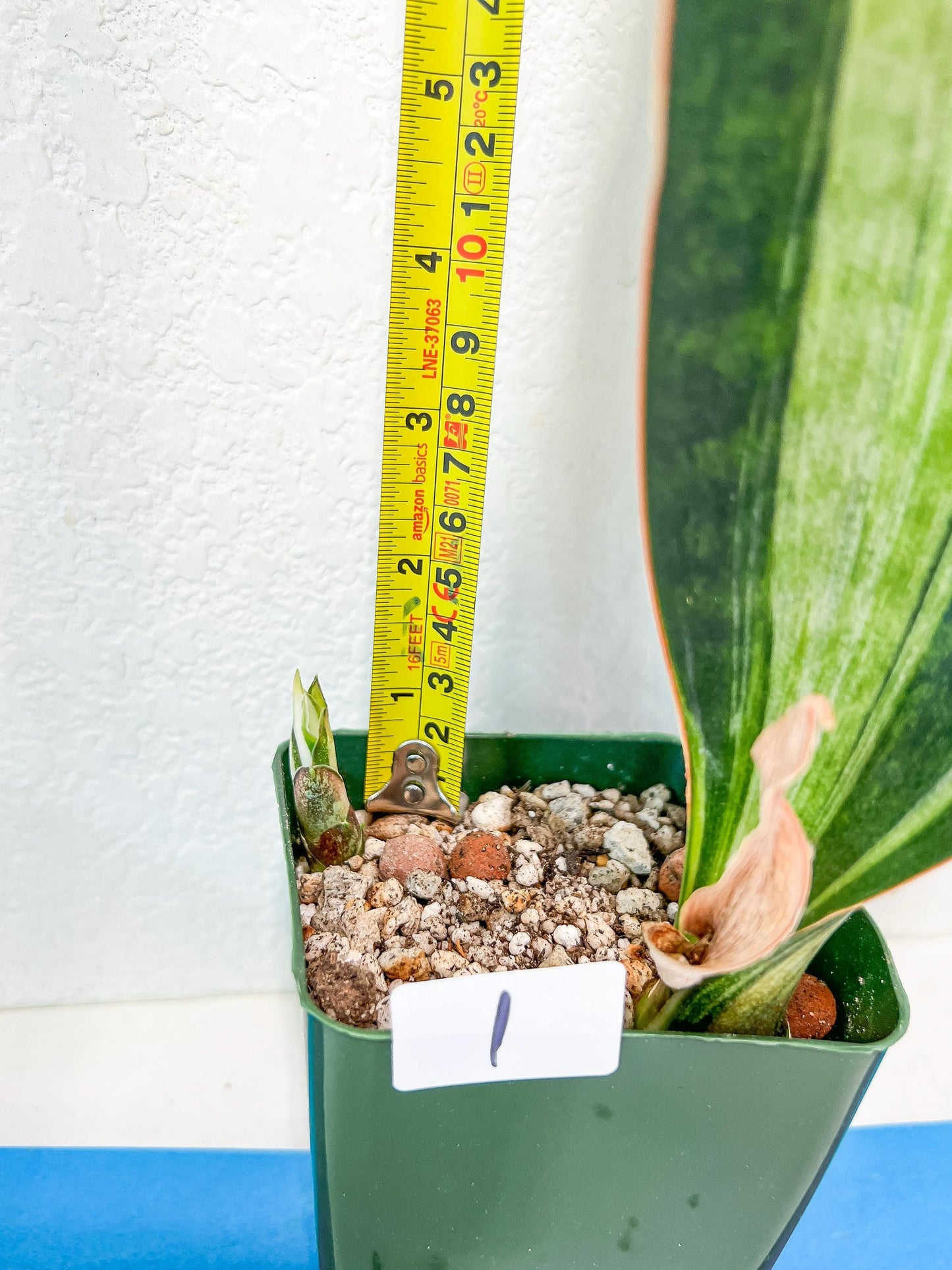 Sansevieria BRUDA | (#Me1~6) | Hybrid of Masoniana Var x Eliptica Var
