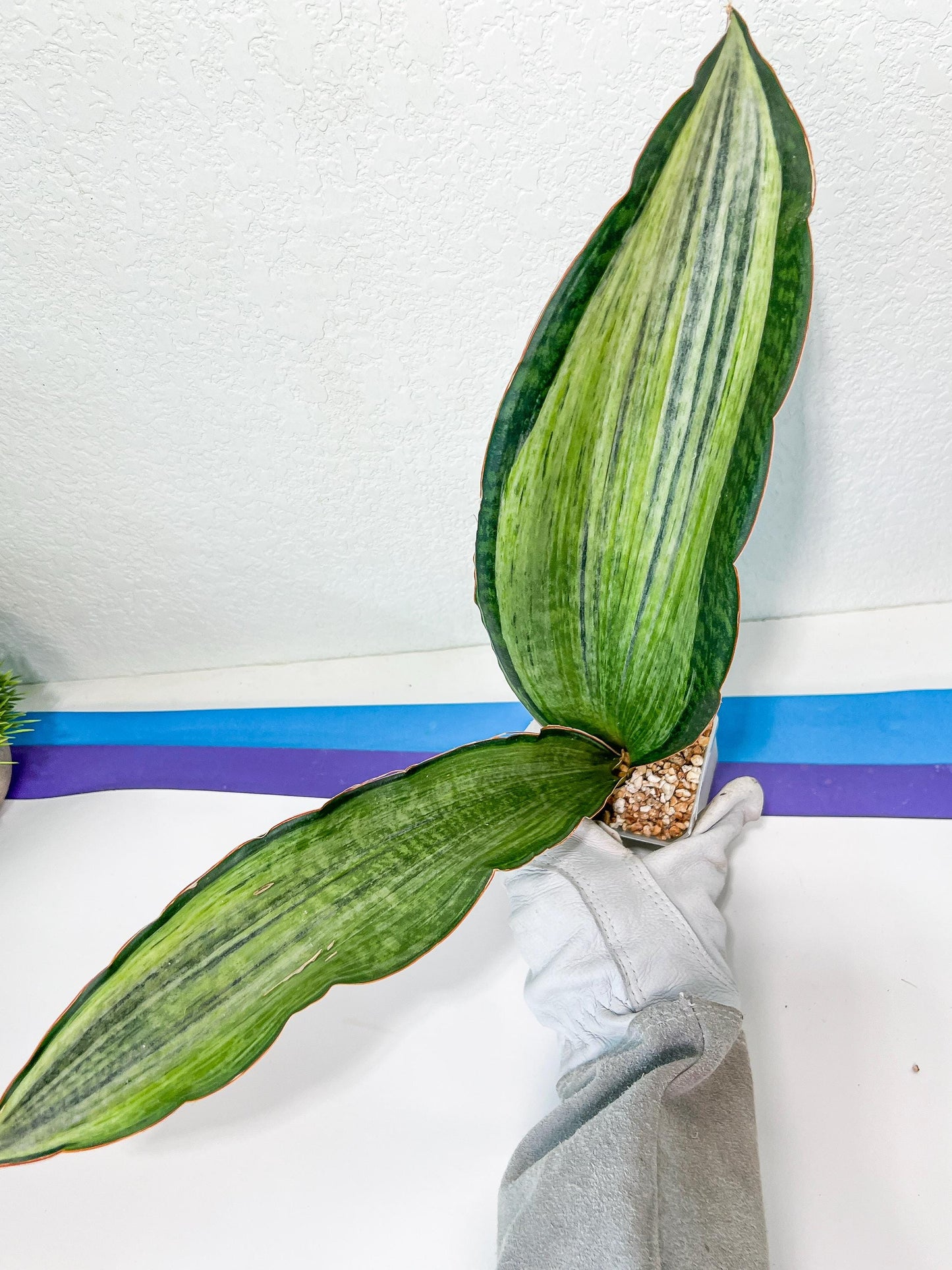 Sansevieria BRUDA | (#Me1~6) | Hybrid of Masoniana Var x Eliptica Var