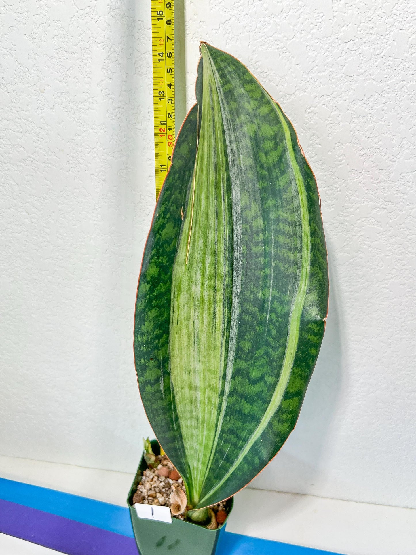 Sansevieria BRUDA | (#Me1~6) | Hybrid of Masoniana Var x Eliptica Var