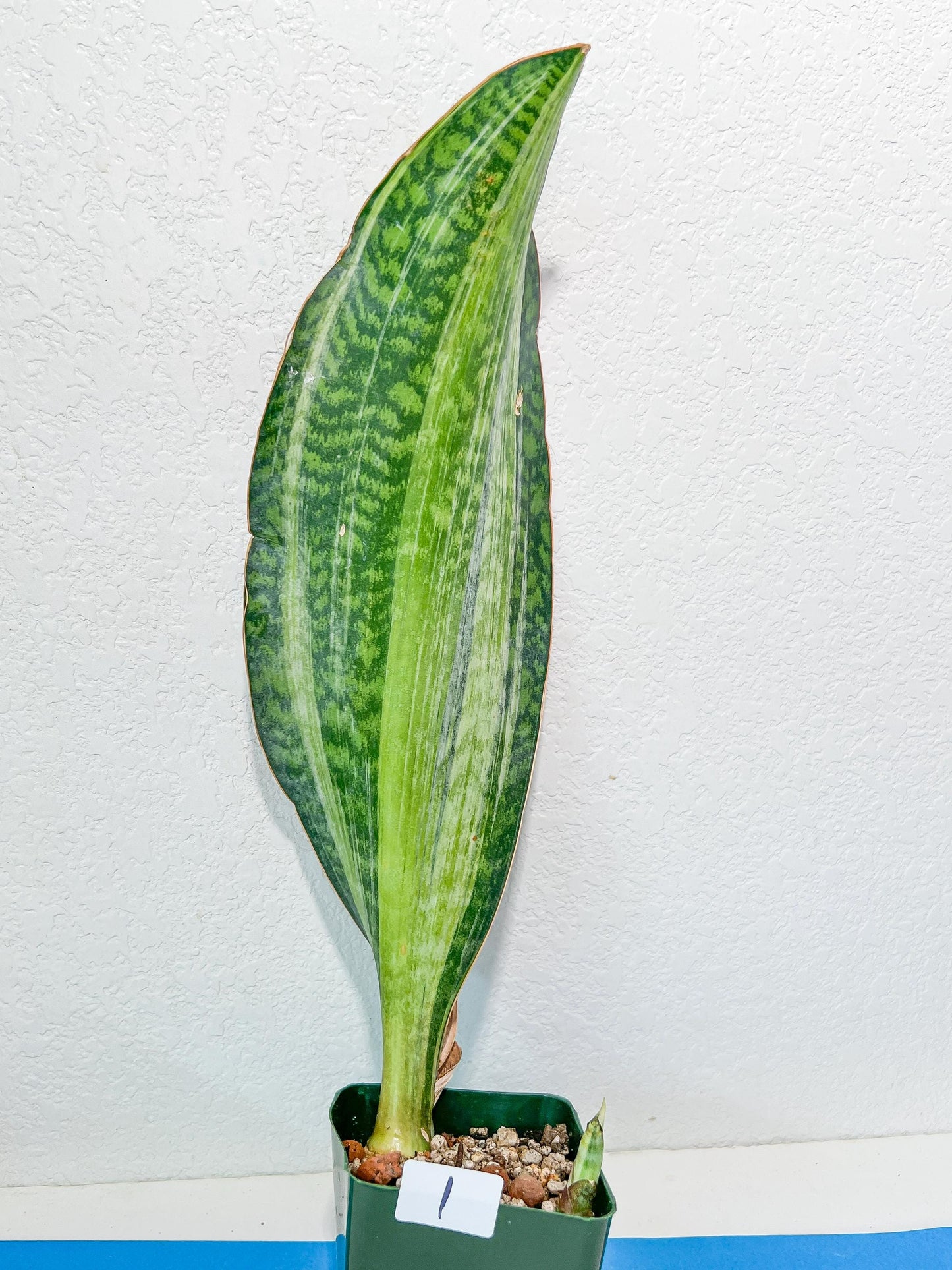 Sansevieria BRUDA | (#Me1~6) | Hybrid of Masoniana Var x Eliptica Var
