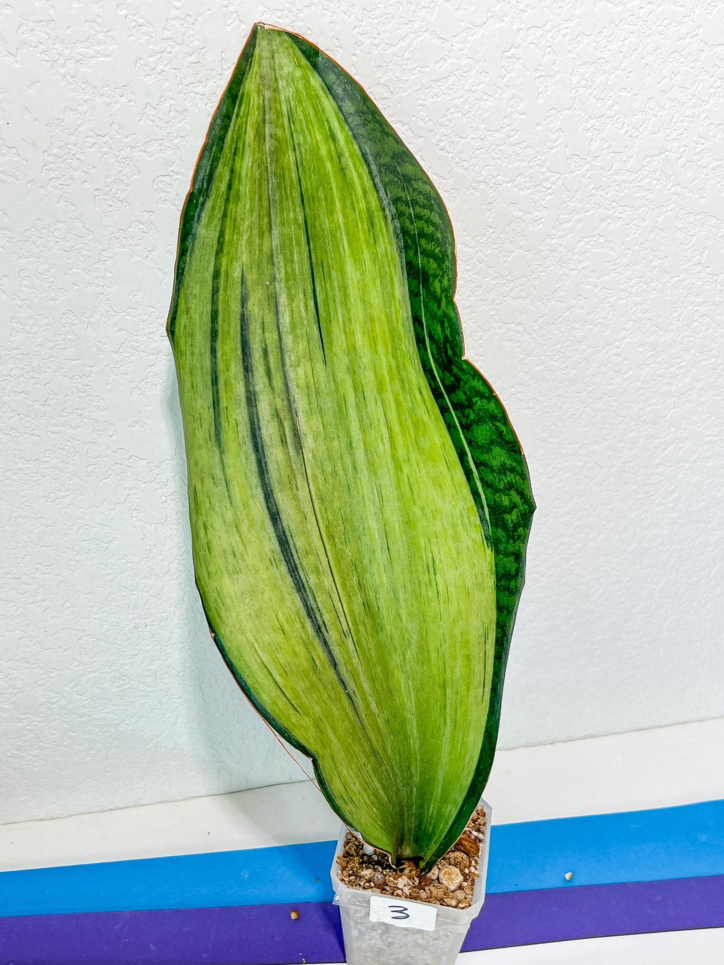 Sansevieria BRUDA | (#Me1~6) | Hybrid of Masoniana Var x Eliptica Var