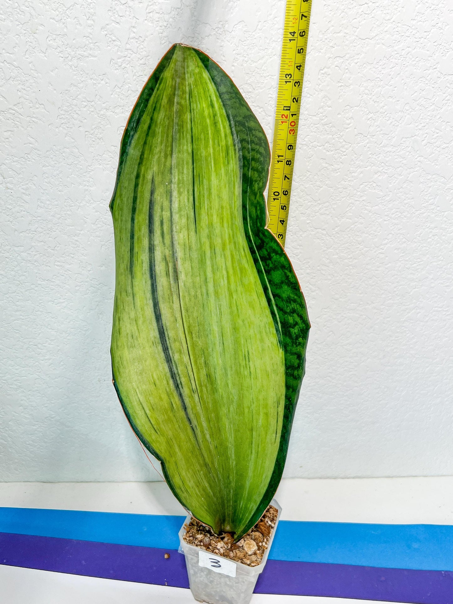Sansevieria BRUDA | (#Me1~6) | Hybrid of Masoniana Var x Eliptica Var