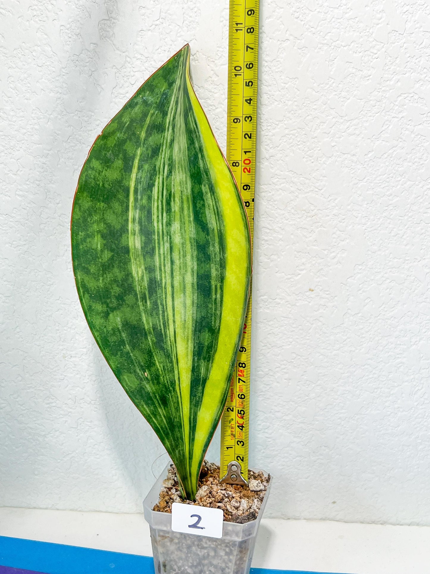Sansevieria Masoniana Congo | Imported Plants | Choose Your Own