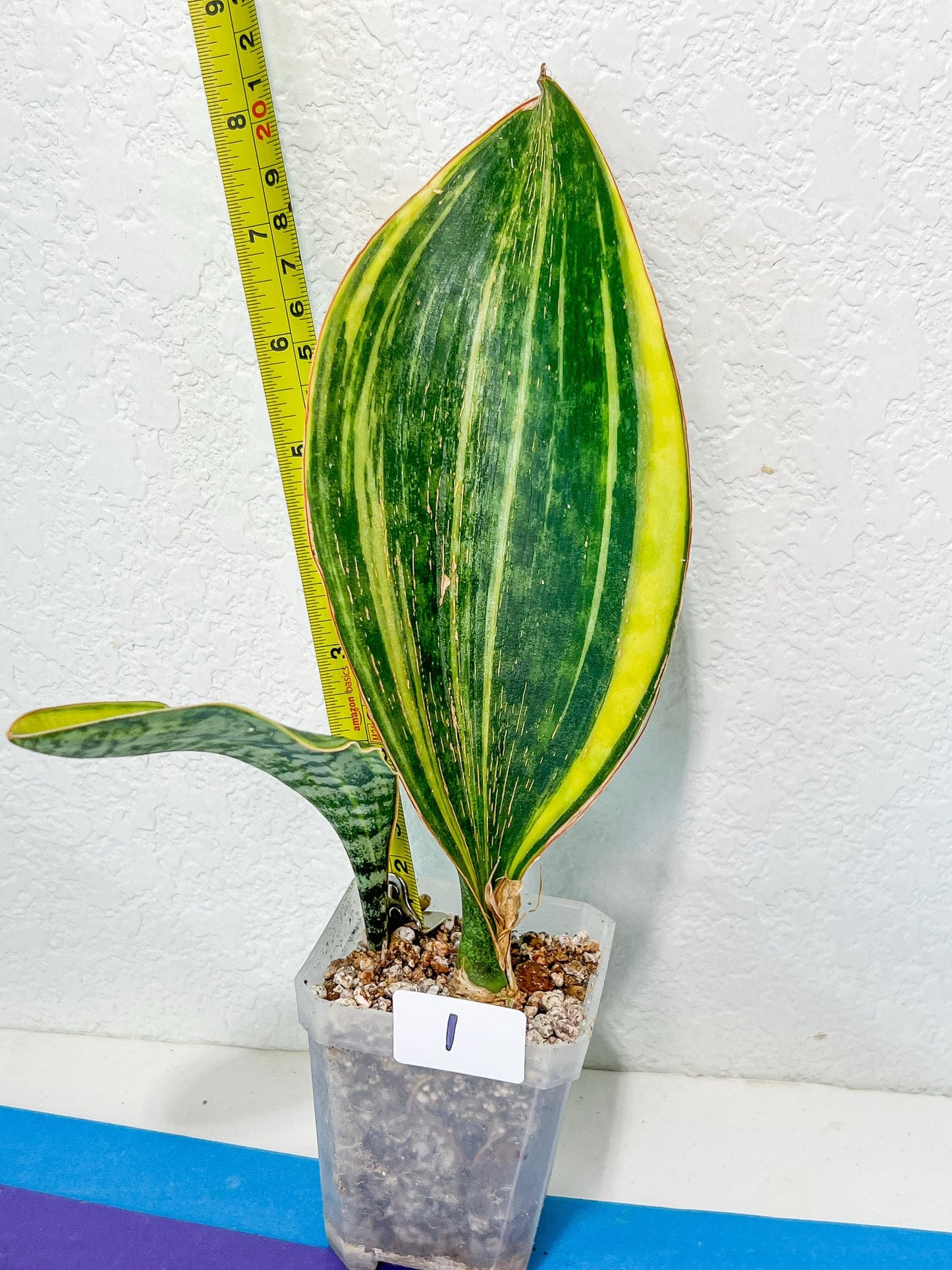 Sansevieria Masoniana Congo | Imported Plants | Choose Your Own
