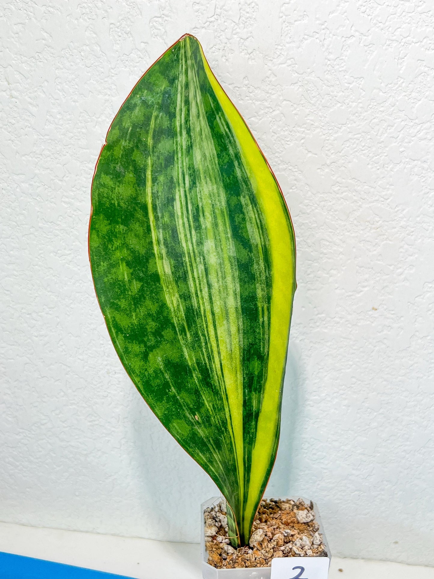 Sansevieria Masoniana Congo | Imported Plants | Choose Your Own