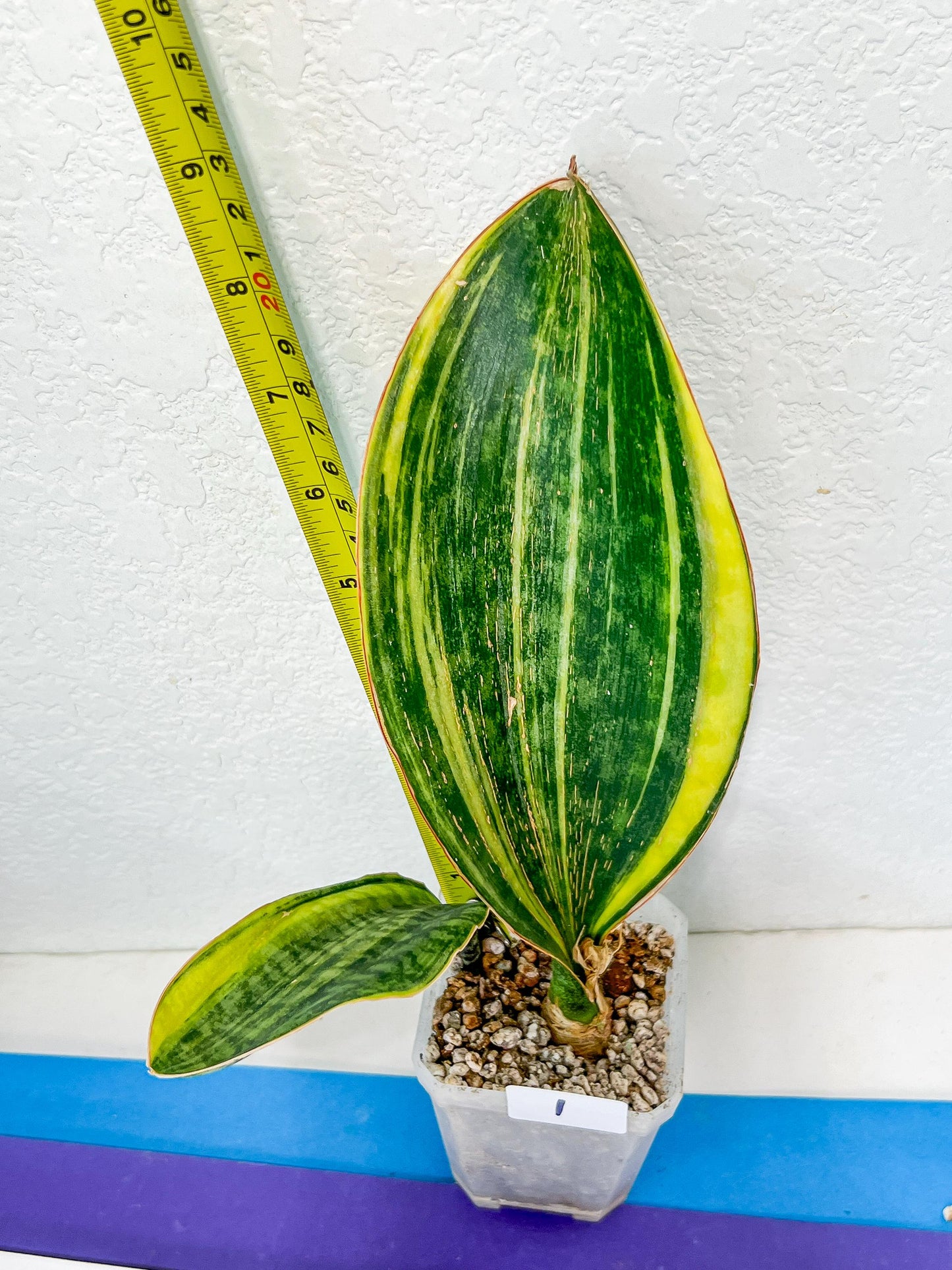 Sansevieria Masoniana Congo | Imported Plants | Choose Your Own