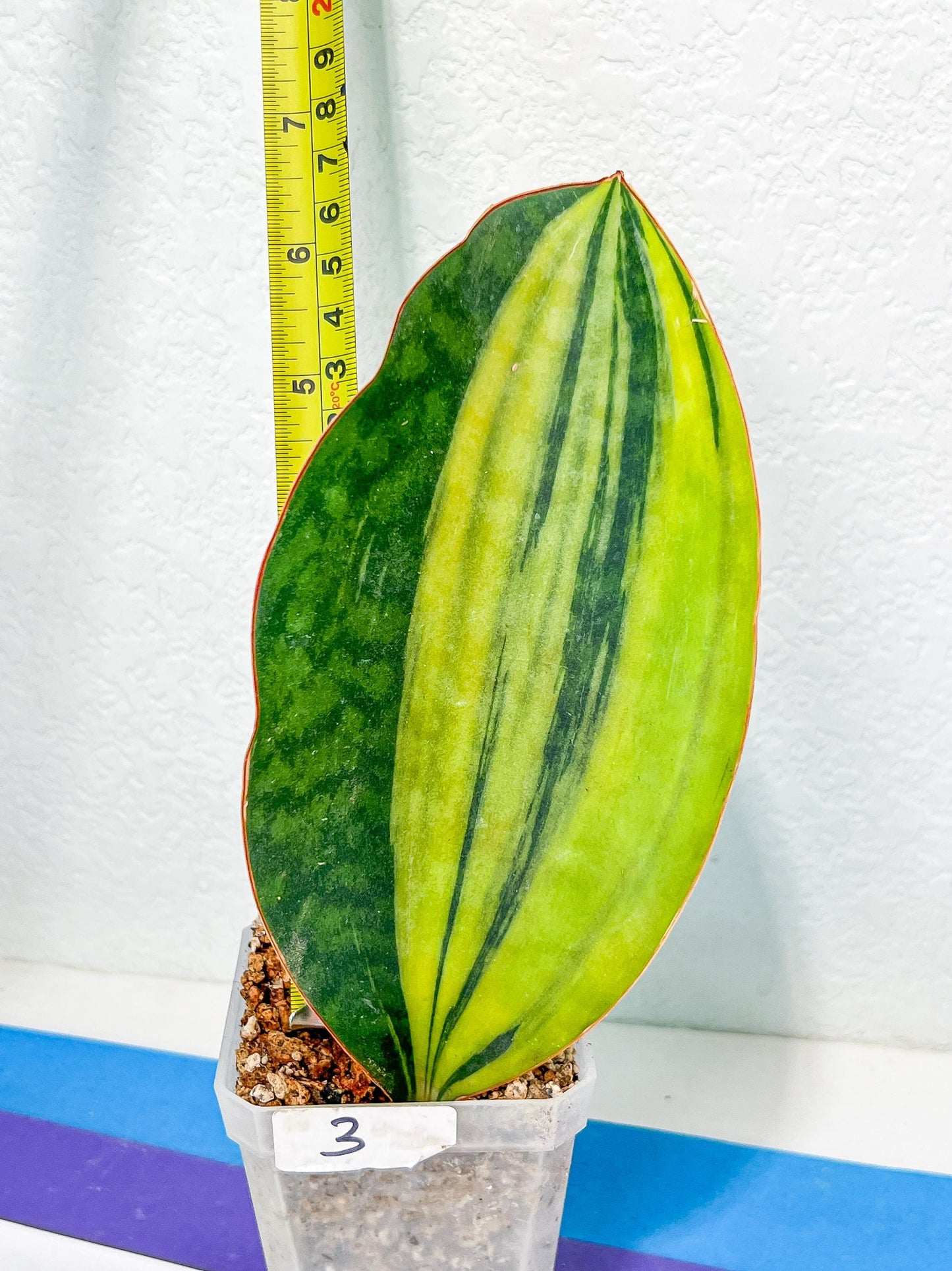 Sansevieria Masoniana Congo | Imported Plants | Choose Your Own