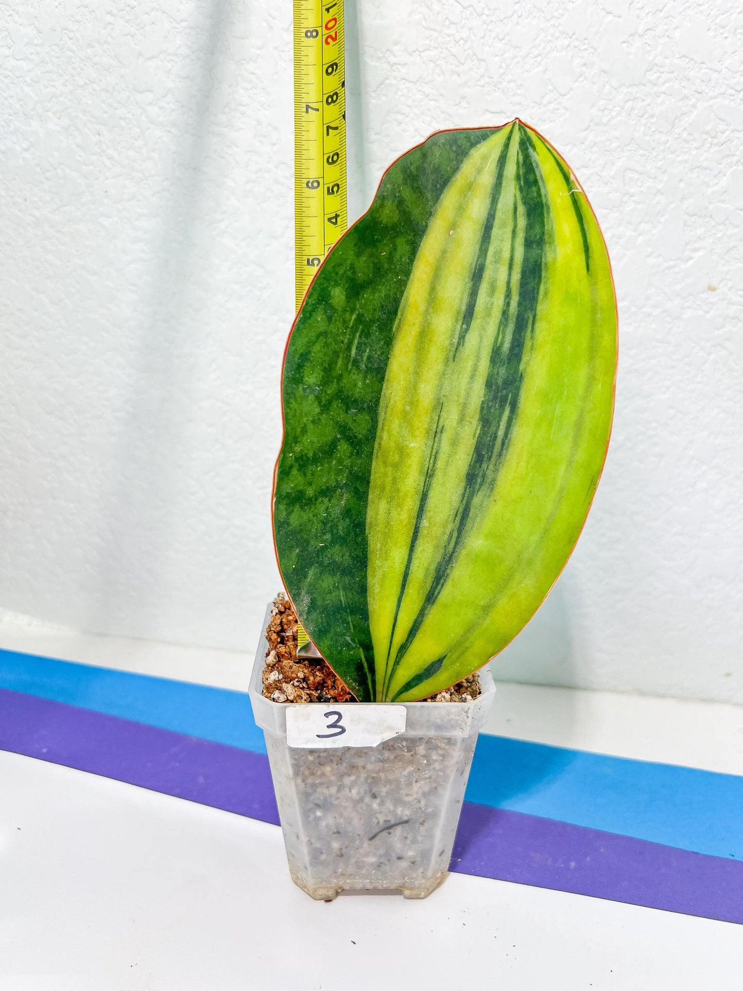 Sansevieria Masoniana Congo | Imported Plants | Choose Your Own