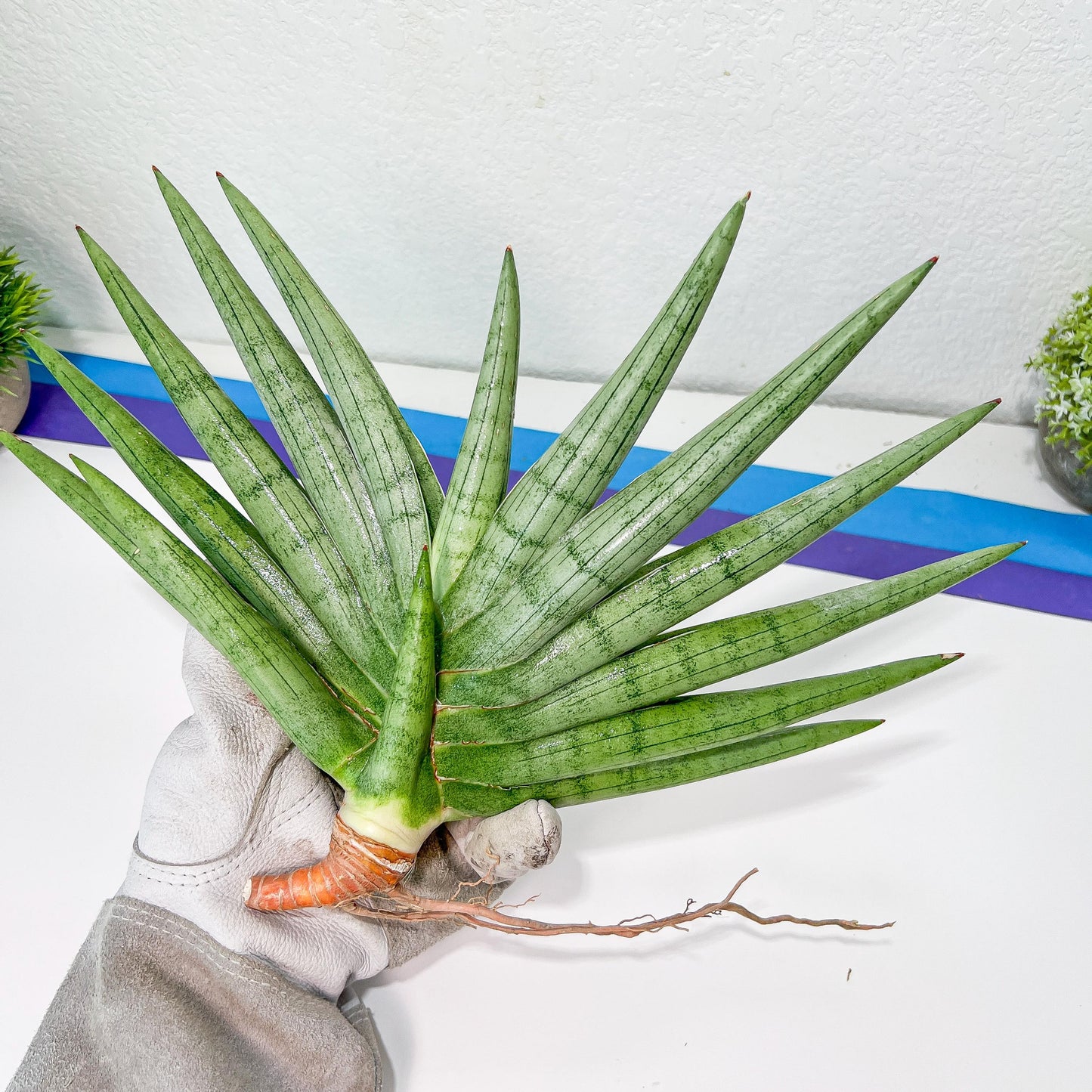 Sansevieria Silver Crown XXL (#D2) (Pink) | Imported Plants