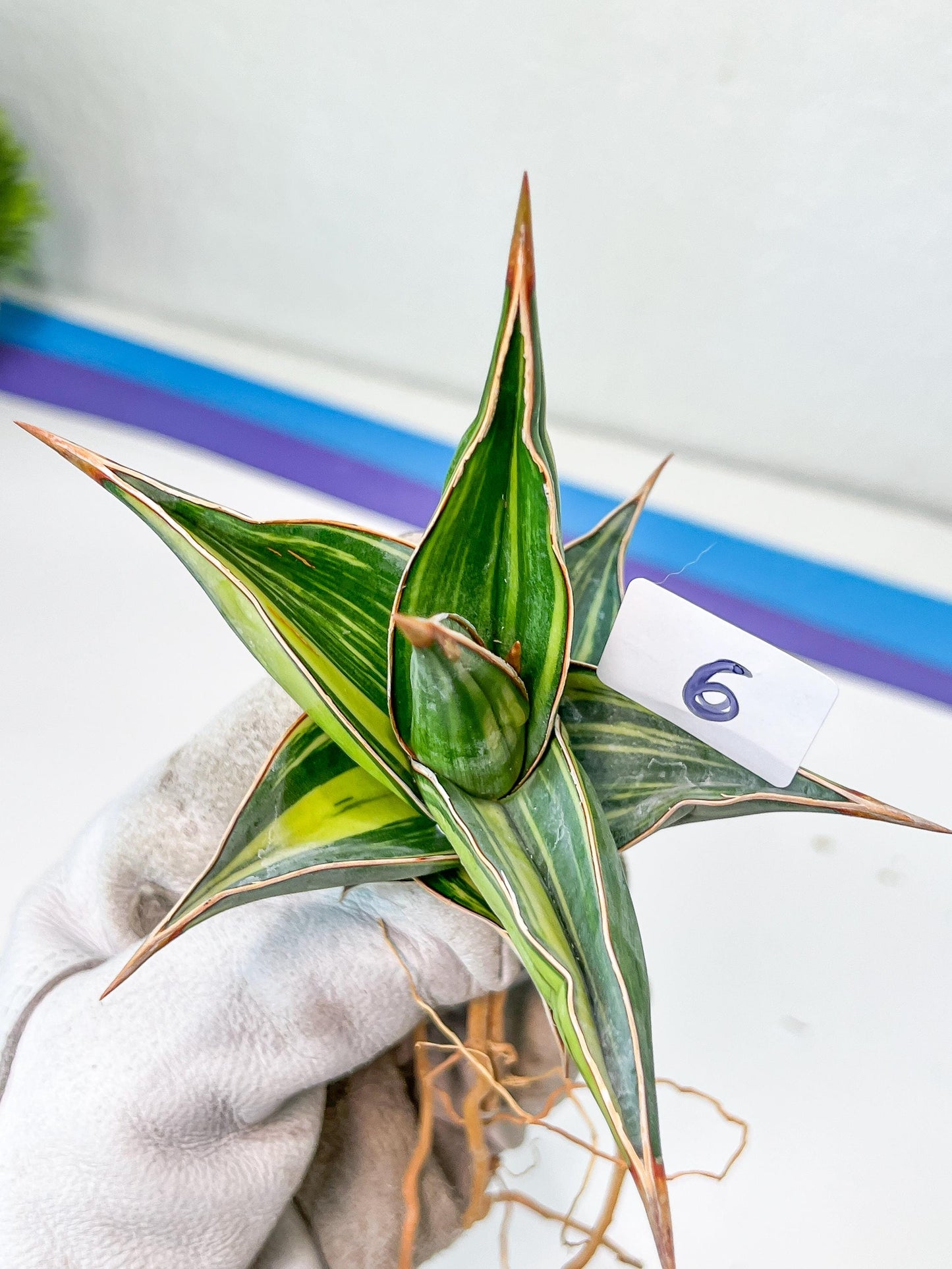 Sansevieria Pinguicula Variegated (C4) (5~6) | Select Your Unique Green Rarity