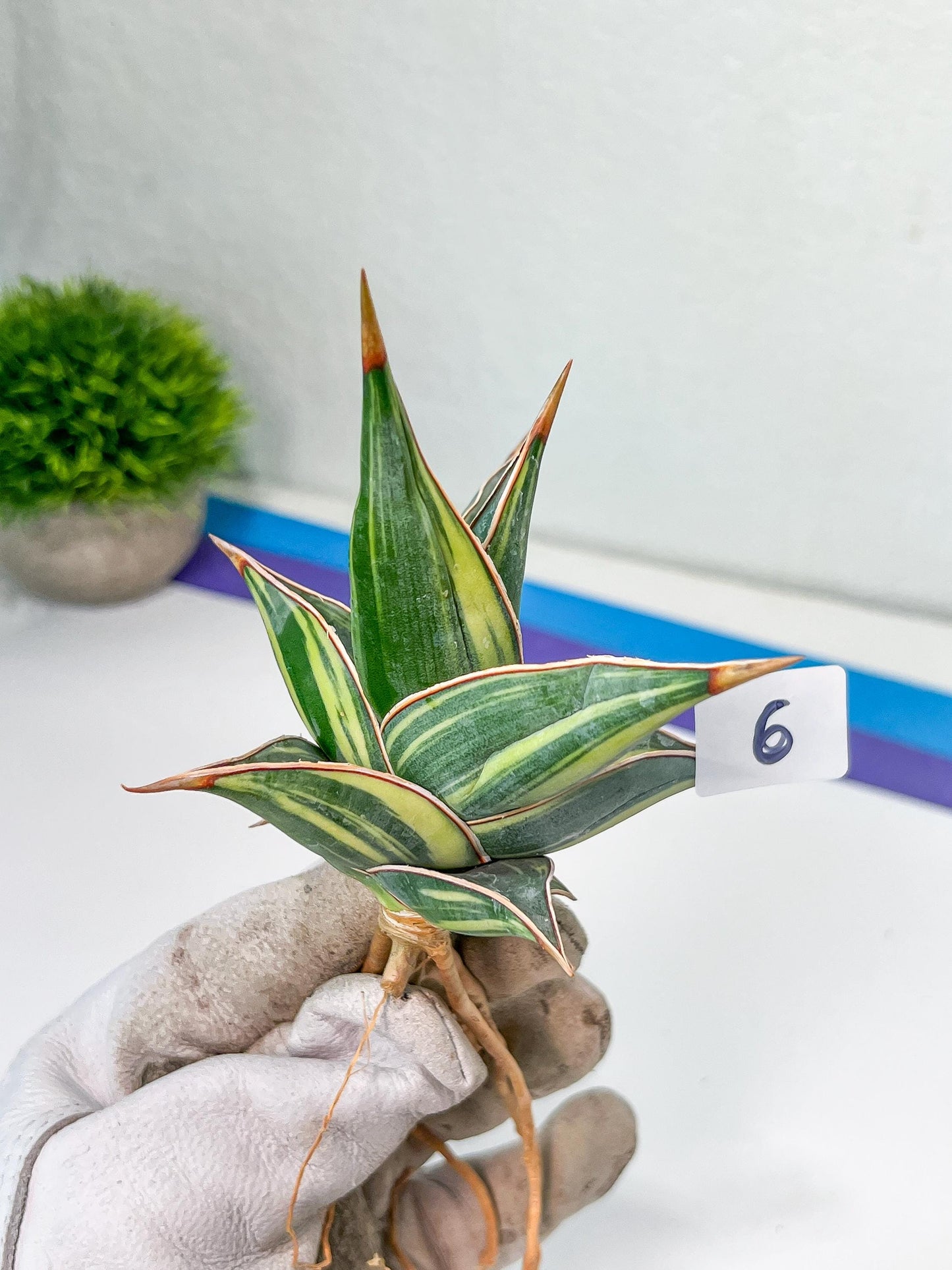 Sansevieria Pinguicula Variegated (C4) (5~6) | Select Your Unique Green Rarity