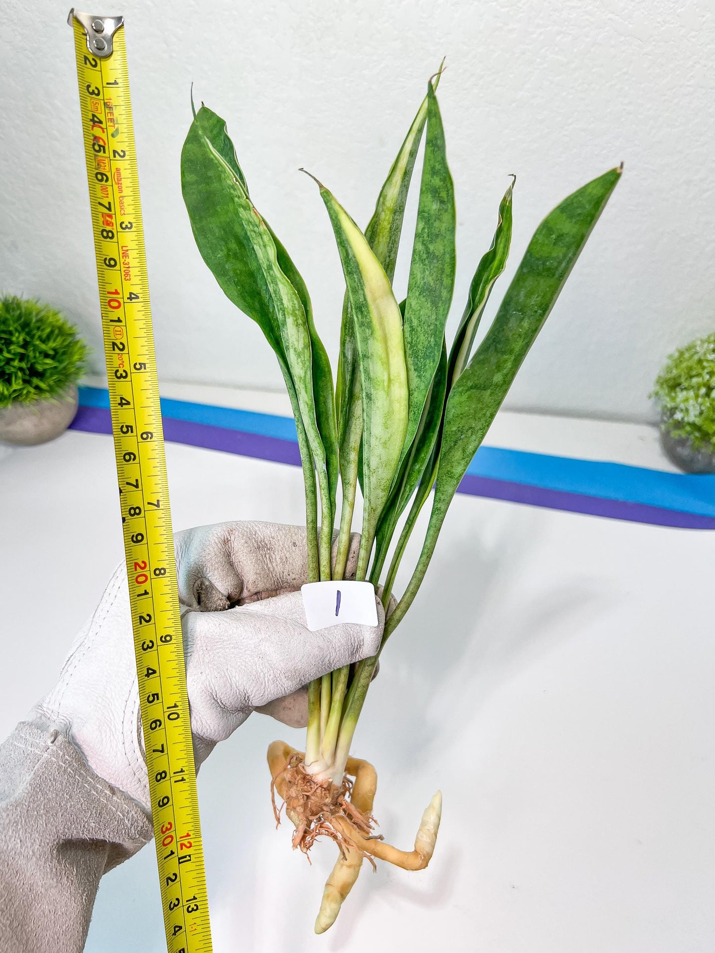 Sansevieria Sudwala Caves Variegated | Rare Impoted Plants | (1~3)