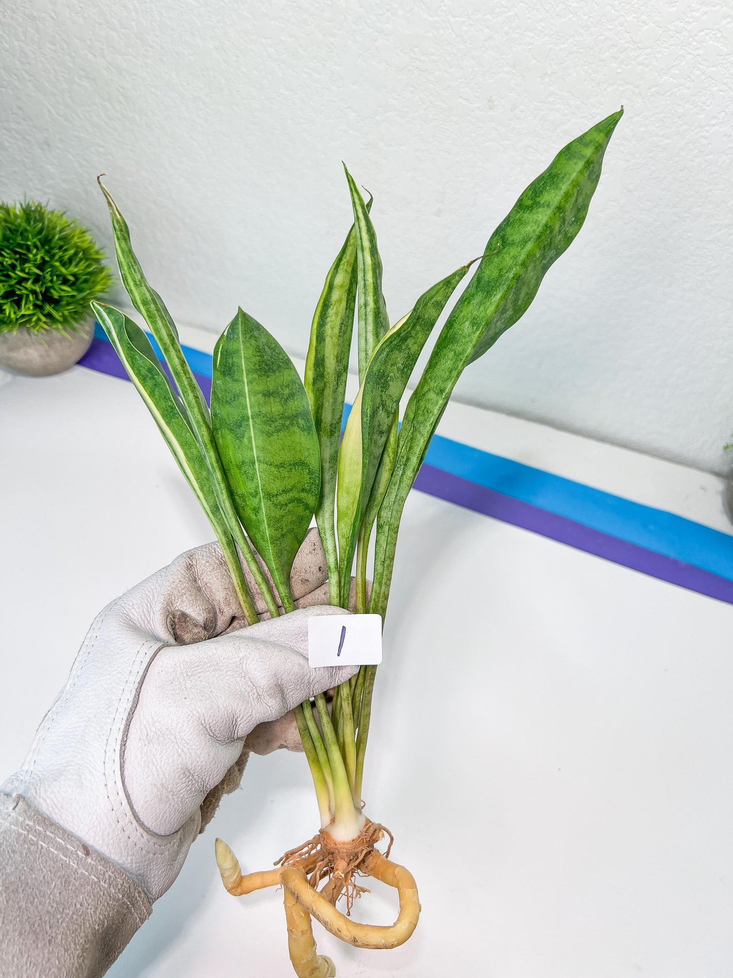 Sansevieria Sudwala Caves Variegated | Rare Impoted Plants | (1~3)