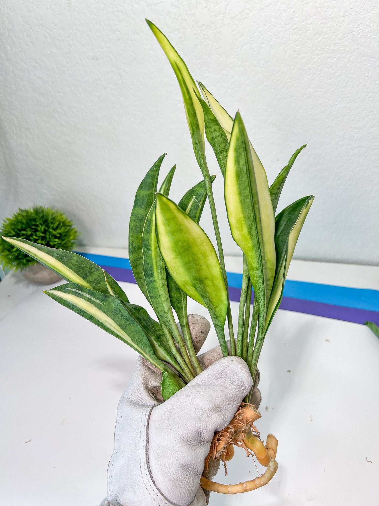 Sansevieria Sudwala Caves Variegated | Rare Impoted Plants | (1~3)