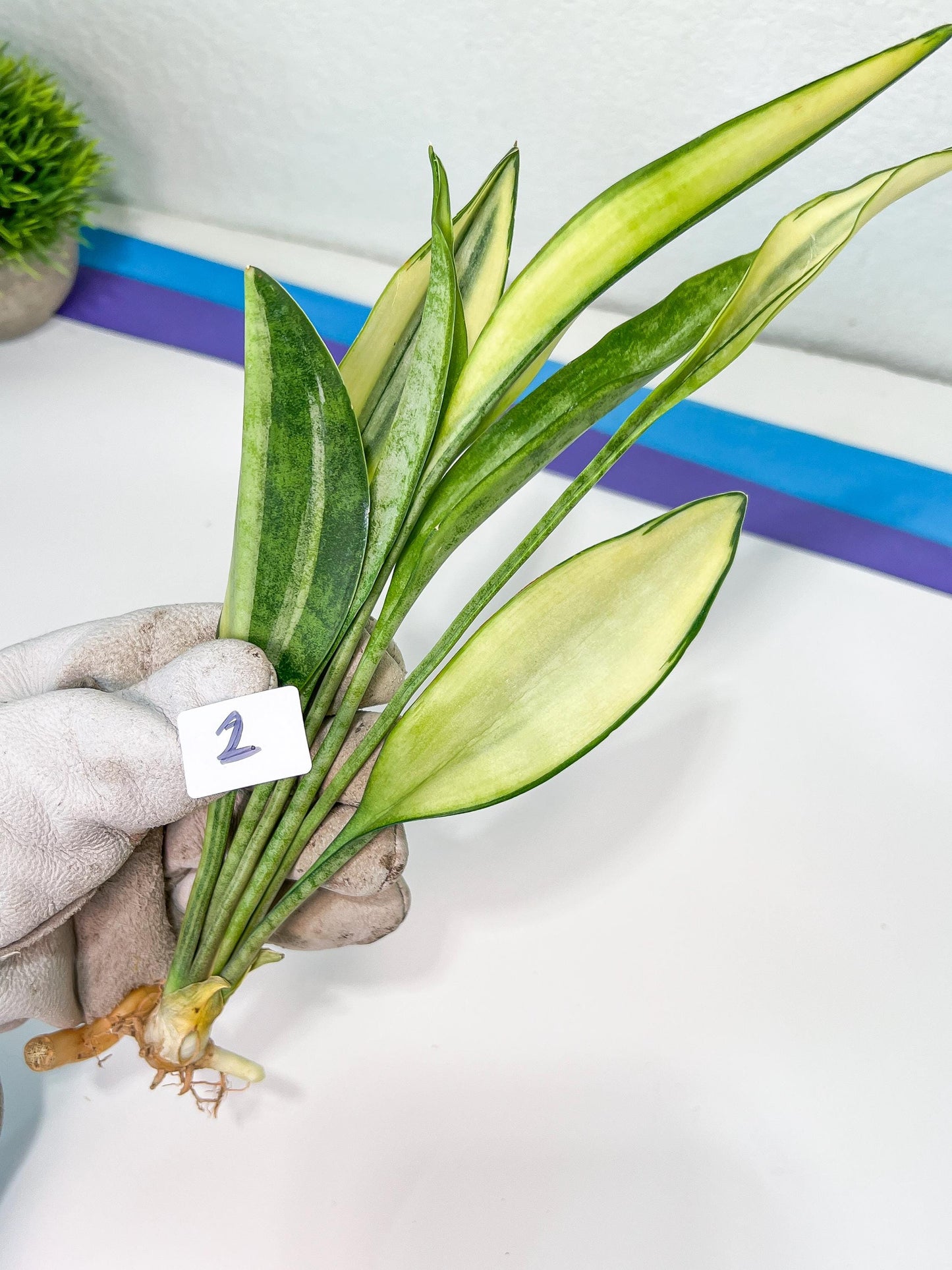 Sansevieria Sudwala Caves Variegated | Rare Impoted Plants | (1~3)