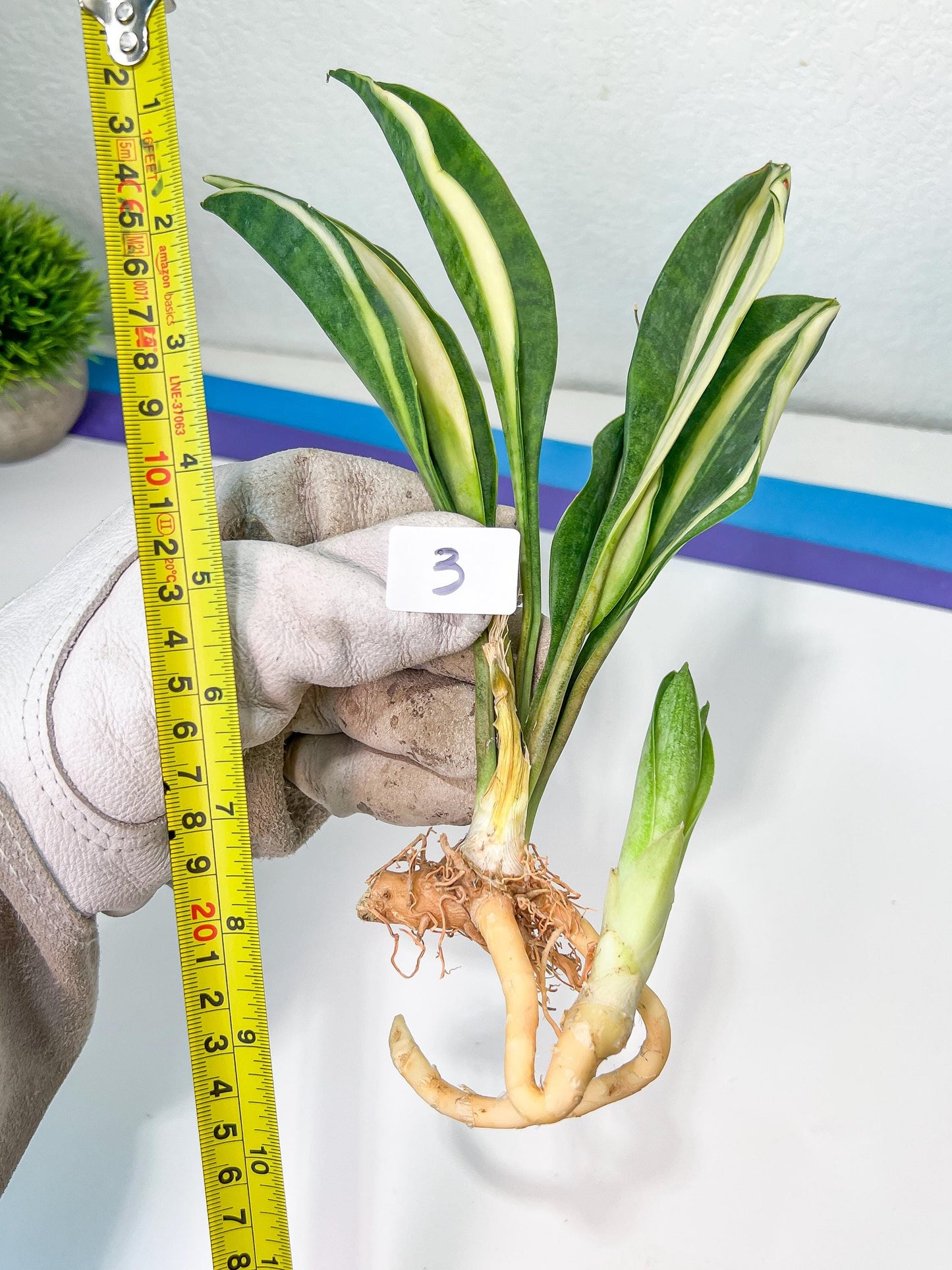 Sansevieria Sudwala Caves Variegated | Rare Impoted Plants | (1~3)