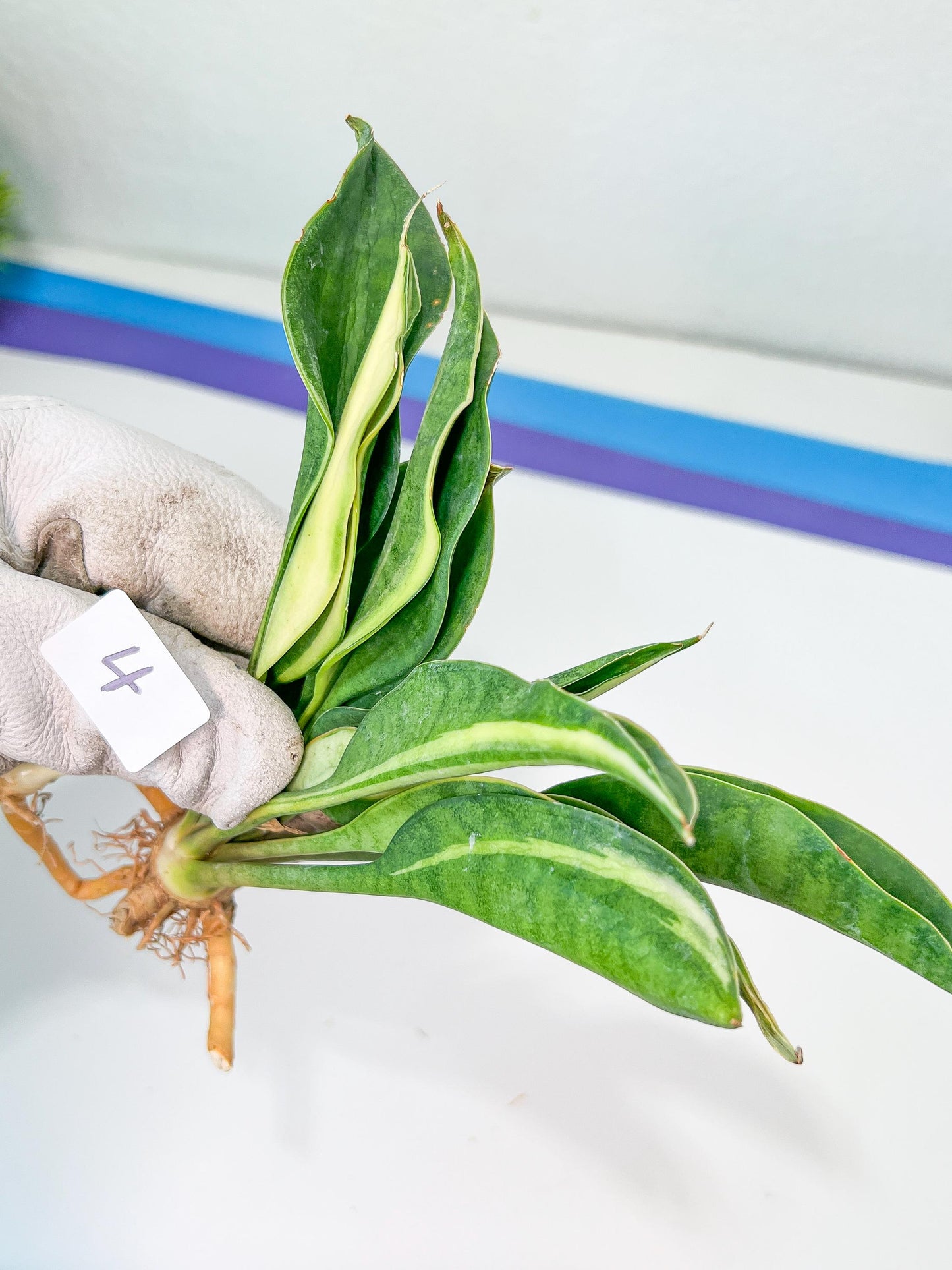 Sansevieria Sudwala Caves Variegated | Rare Impoted Plants | (4~5)