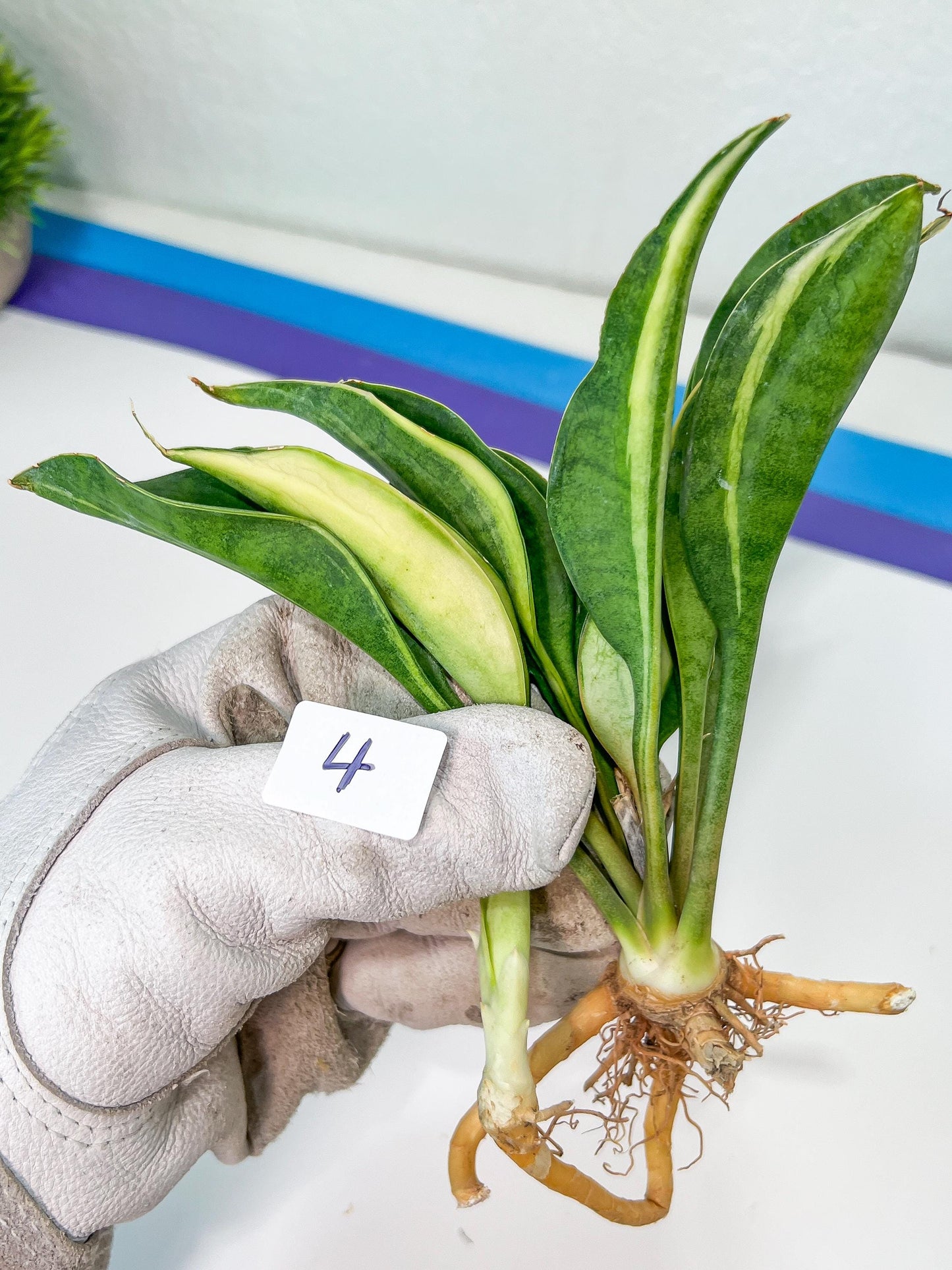 Sansevieria Sudwala Caves Variegated | Rare Impoted Plants | (4~5)