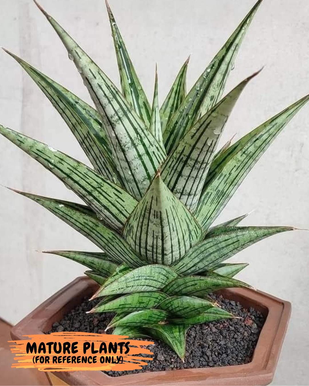 Sansevieria Kaisar (Ha49) (y) | Rare hybrid