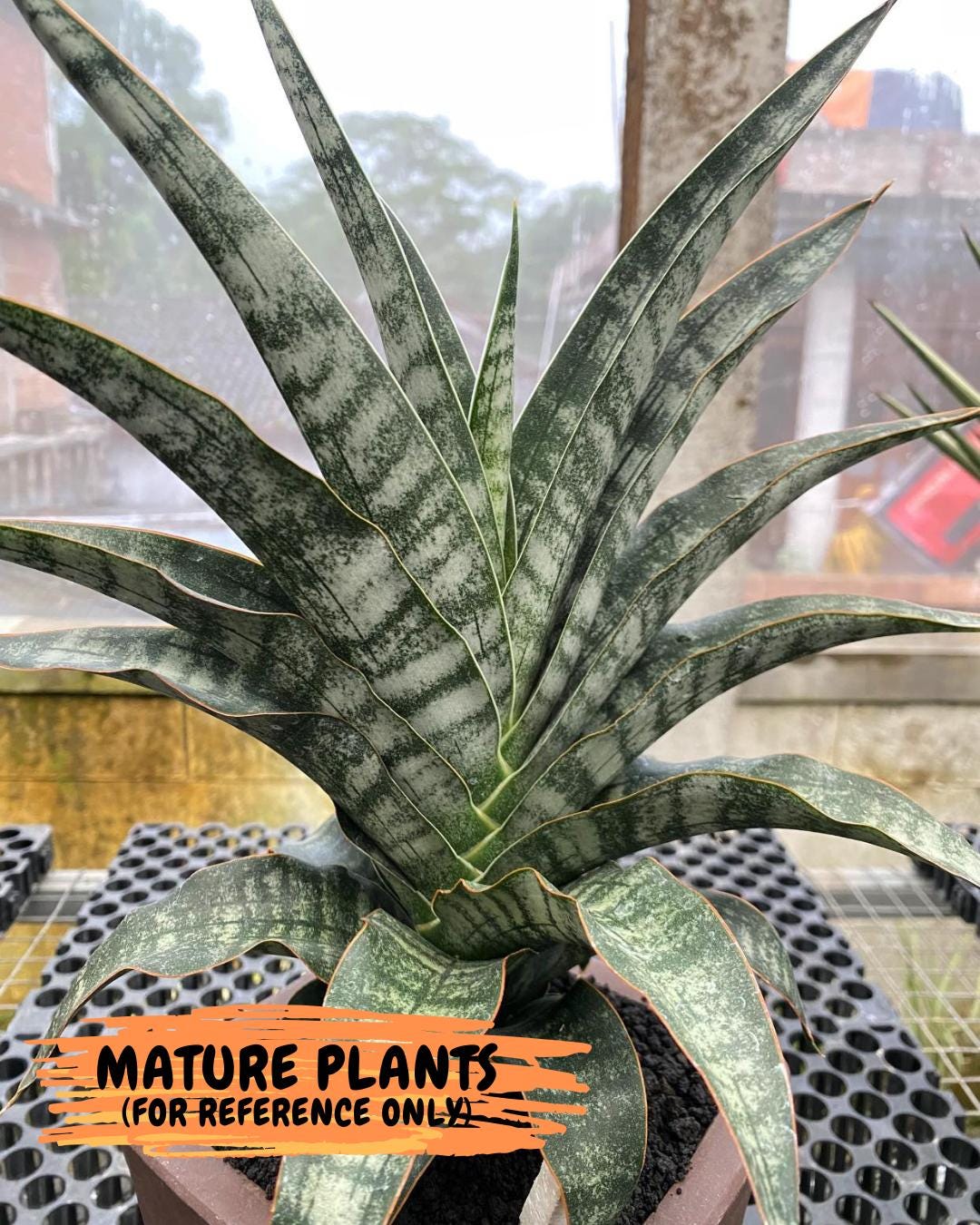 Sansevieria Silver Mottled (H16) | Imported Snake Plants