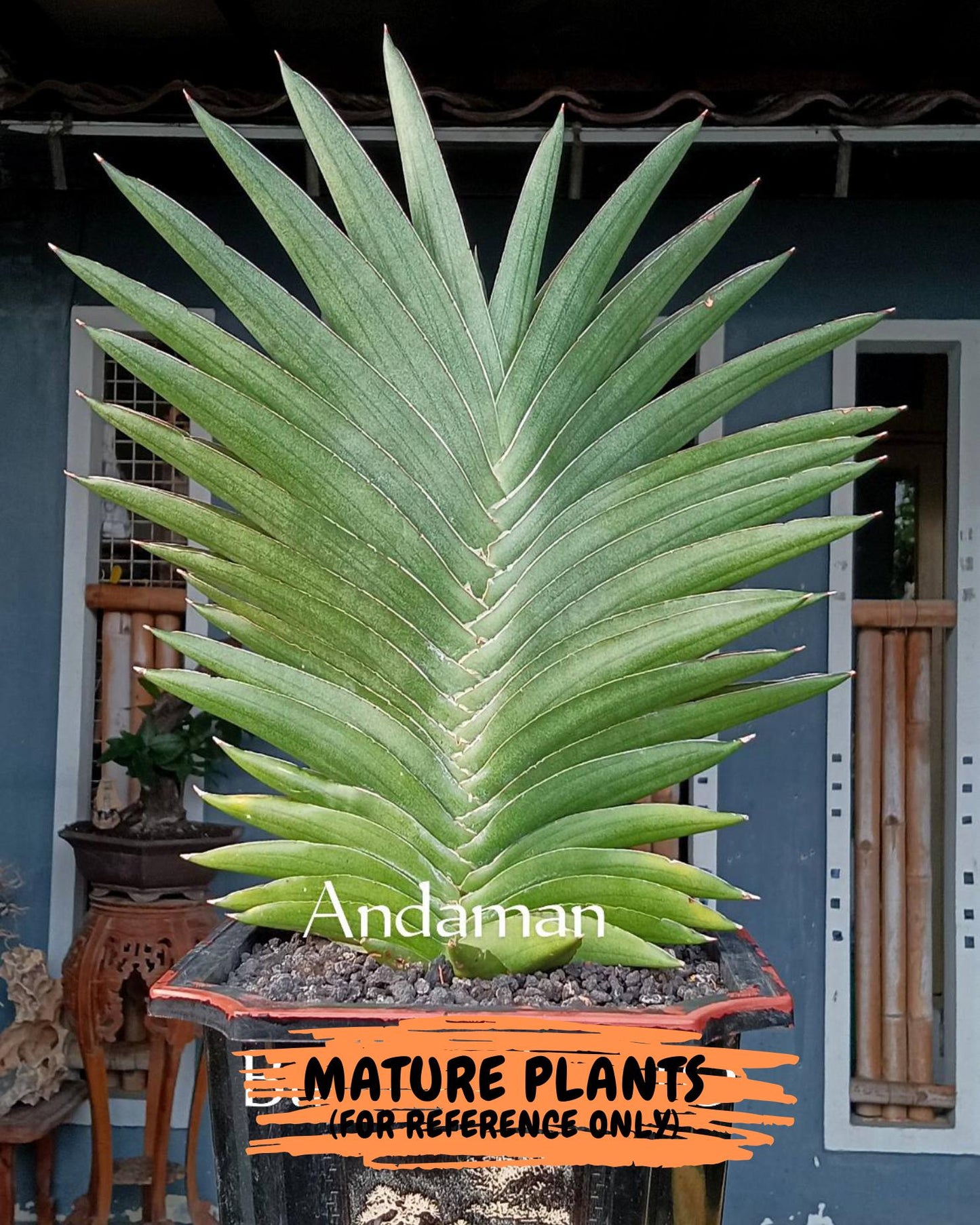 Sansevieria Adaman (ba1) (18) | Rare imported