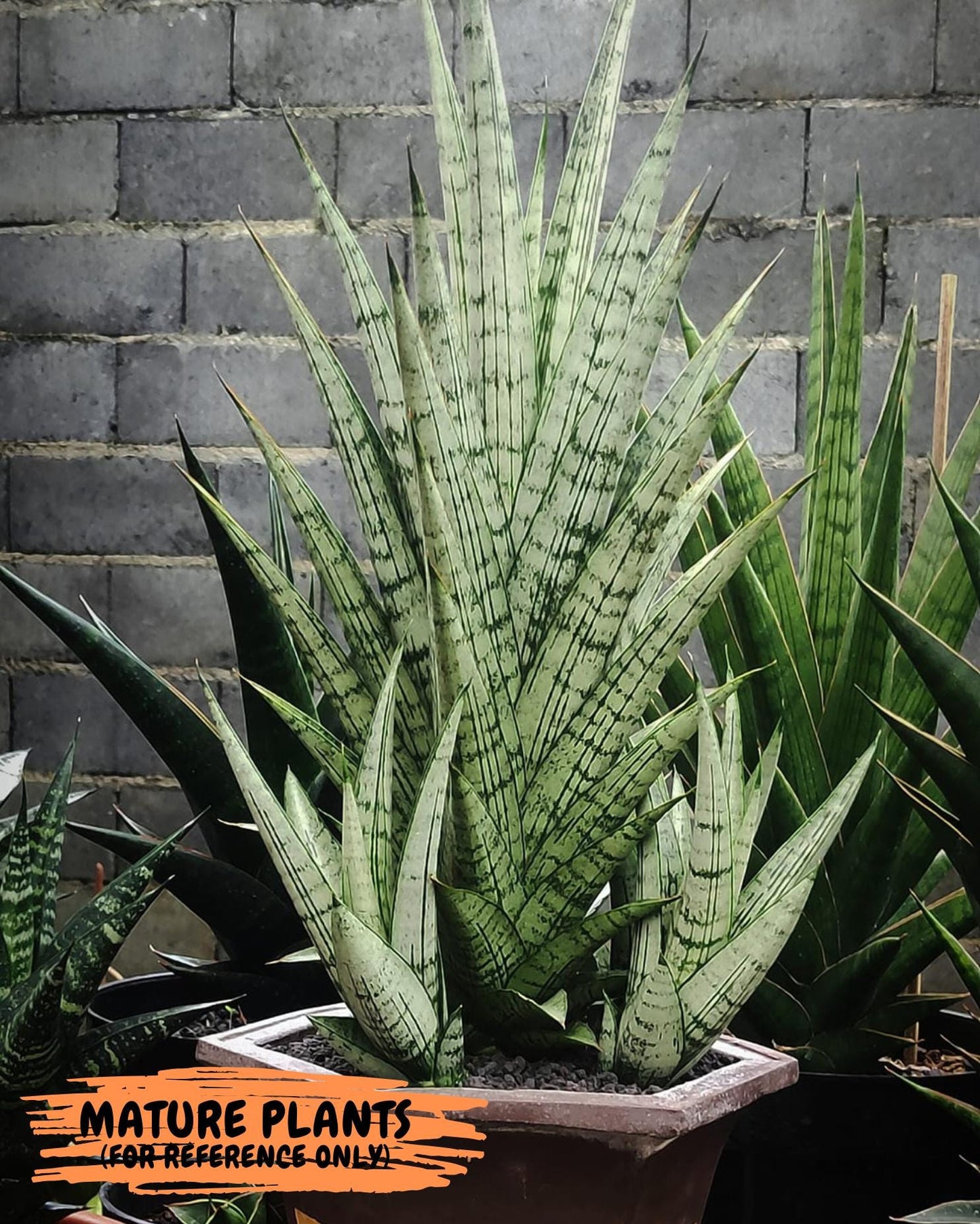 Sansevieria Gepeng (H54) | Imported Snake Plants