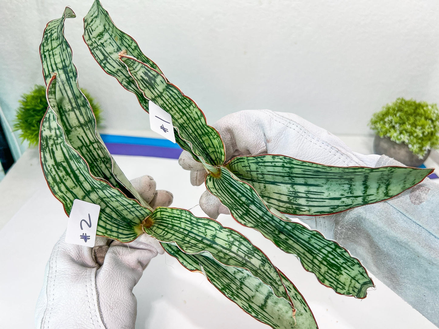 Sansevieria Cleopatra (H20) | Select Your Unique Exotic Plant