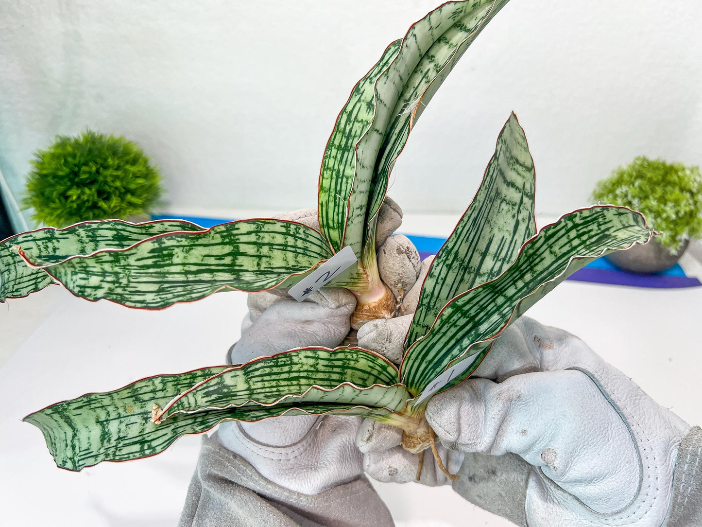 Sansevieria Cleopatra (H20) | Select Your Unique Exotic Plant