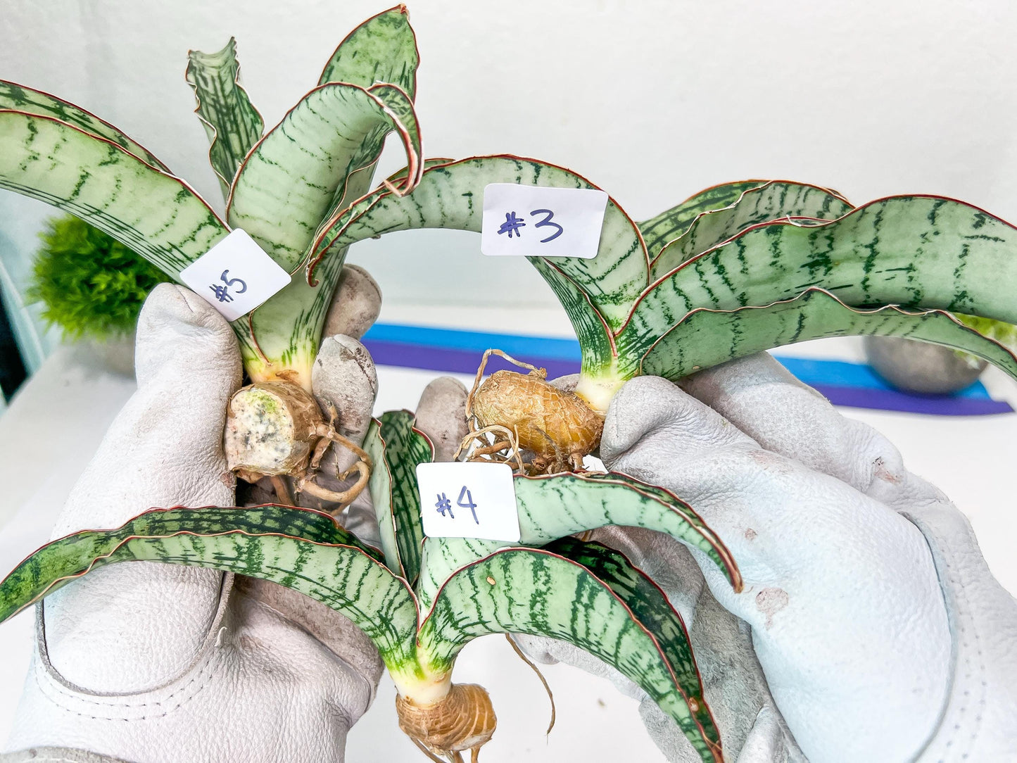 Sansevieria Cleopatra (H20) | Select Your Unique Exotic Plant