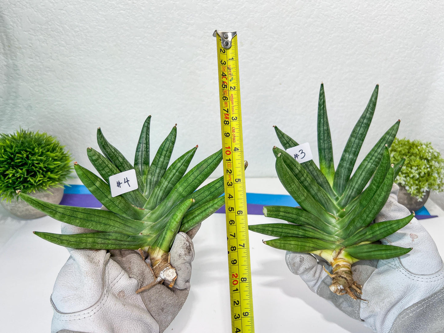 Sansevieria Chojai (#C5) | Imported Snake plants