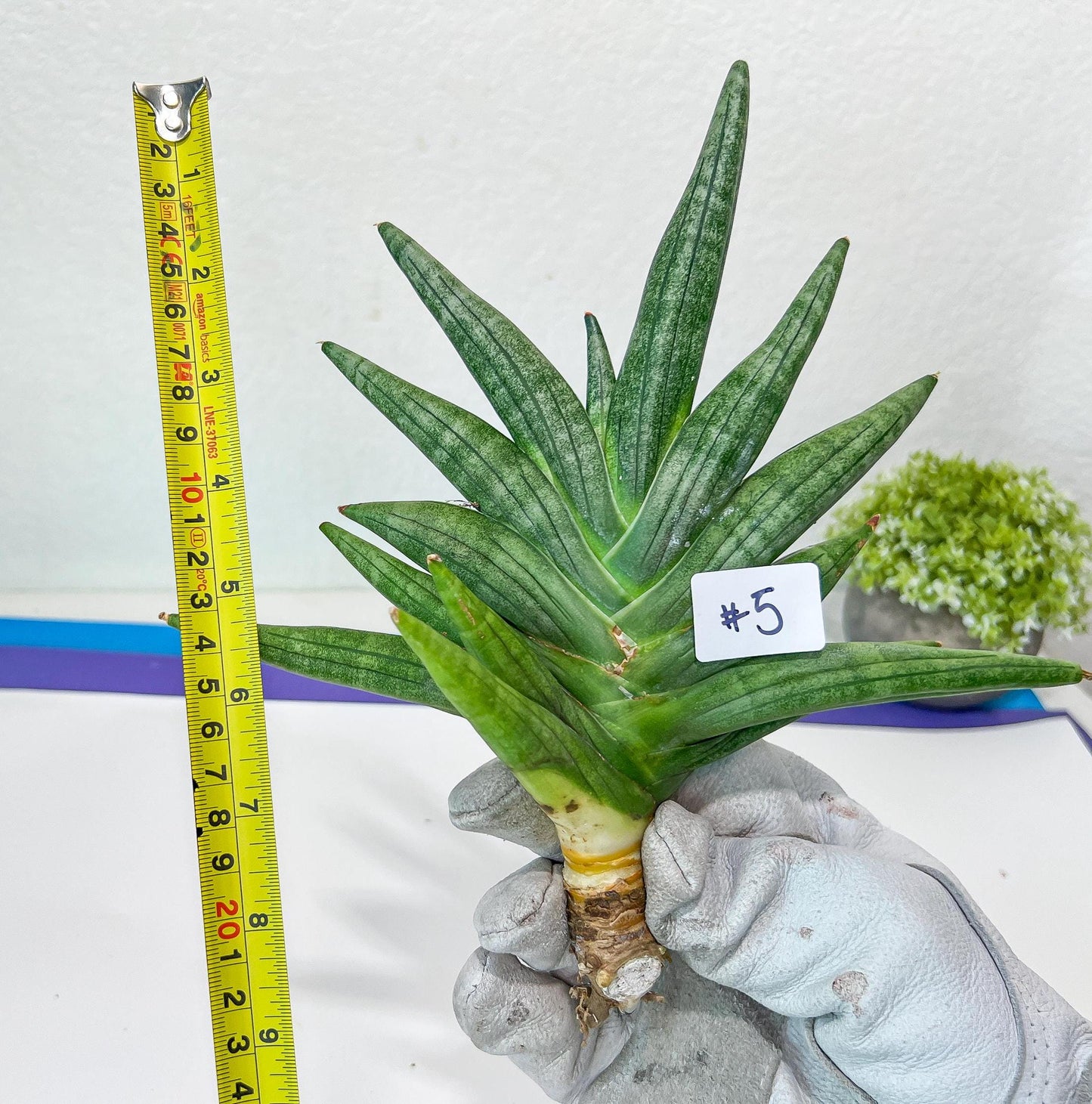 Sansevieria Chojai (#C5) | Imported Snake plants