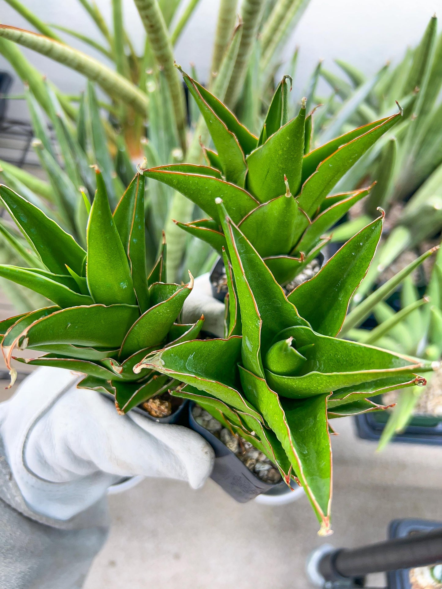 Sansaveria Tower (#RA12) | Imported Snake plant | 2" Pot | Cactus