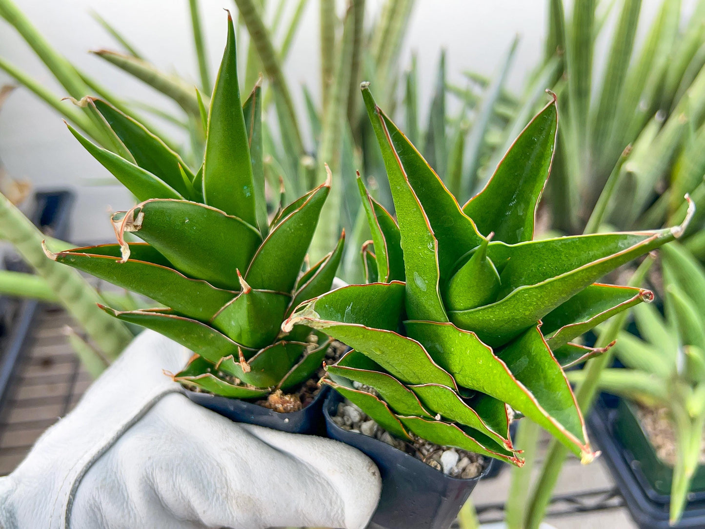 Sansaveria Tower (#RA12) | Imported Snake plant | 2" Pot | Cactus