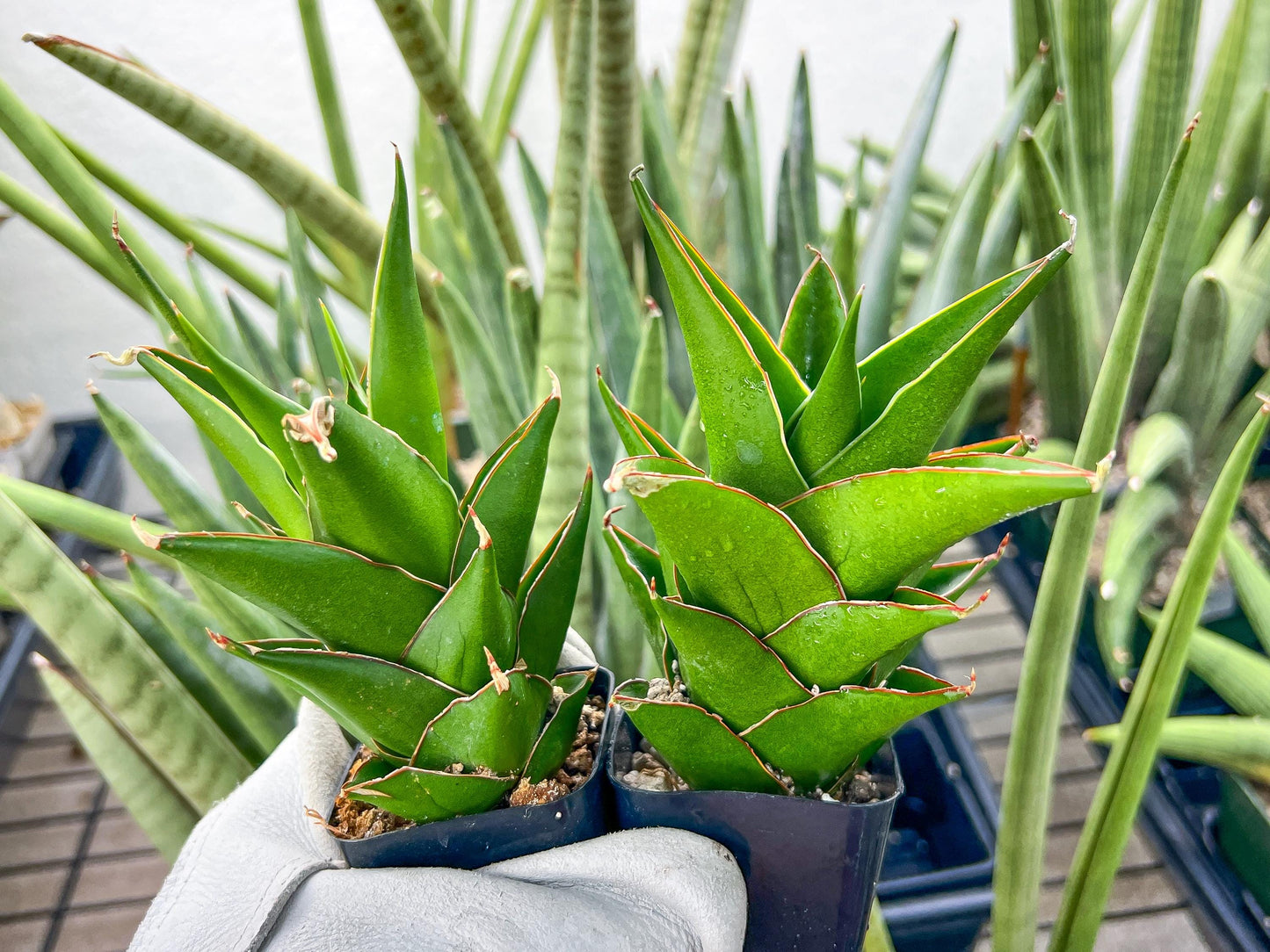 Sansaveria Tower (#RA12) | Imported Snake plant | 2" Pot | Cactus