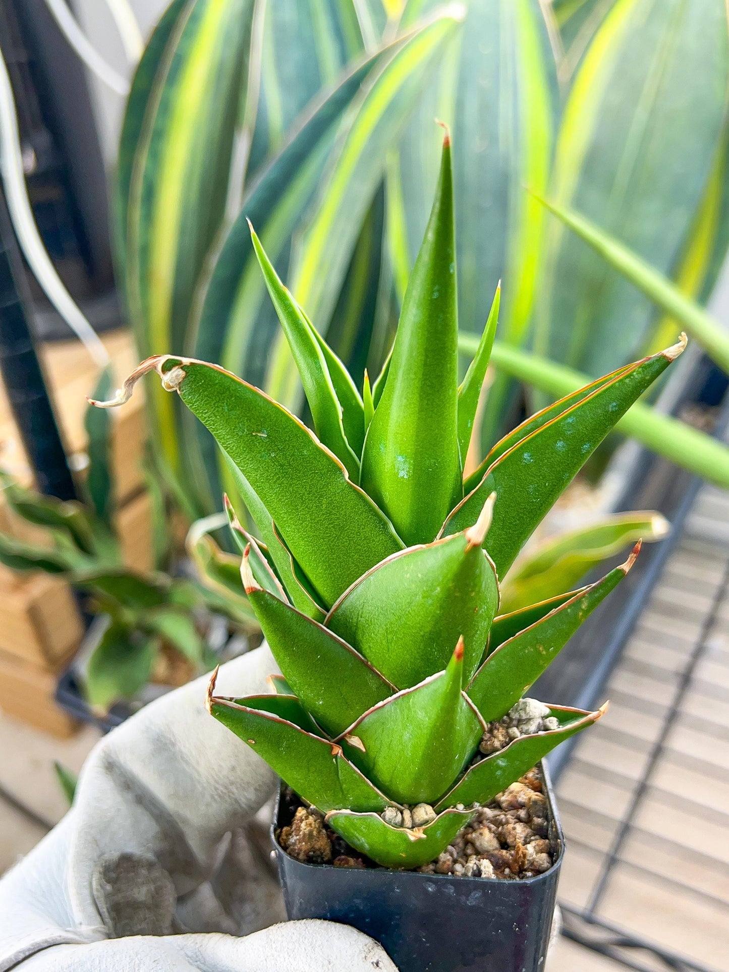 Sansaveria Tower (#RA12) | Imported Snake plant | 2" Pot | Cactus