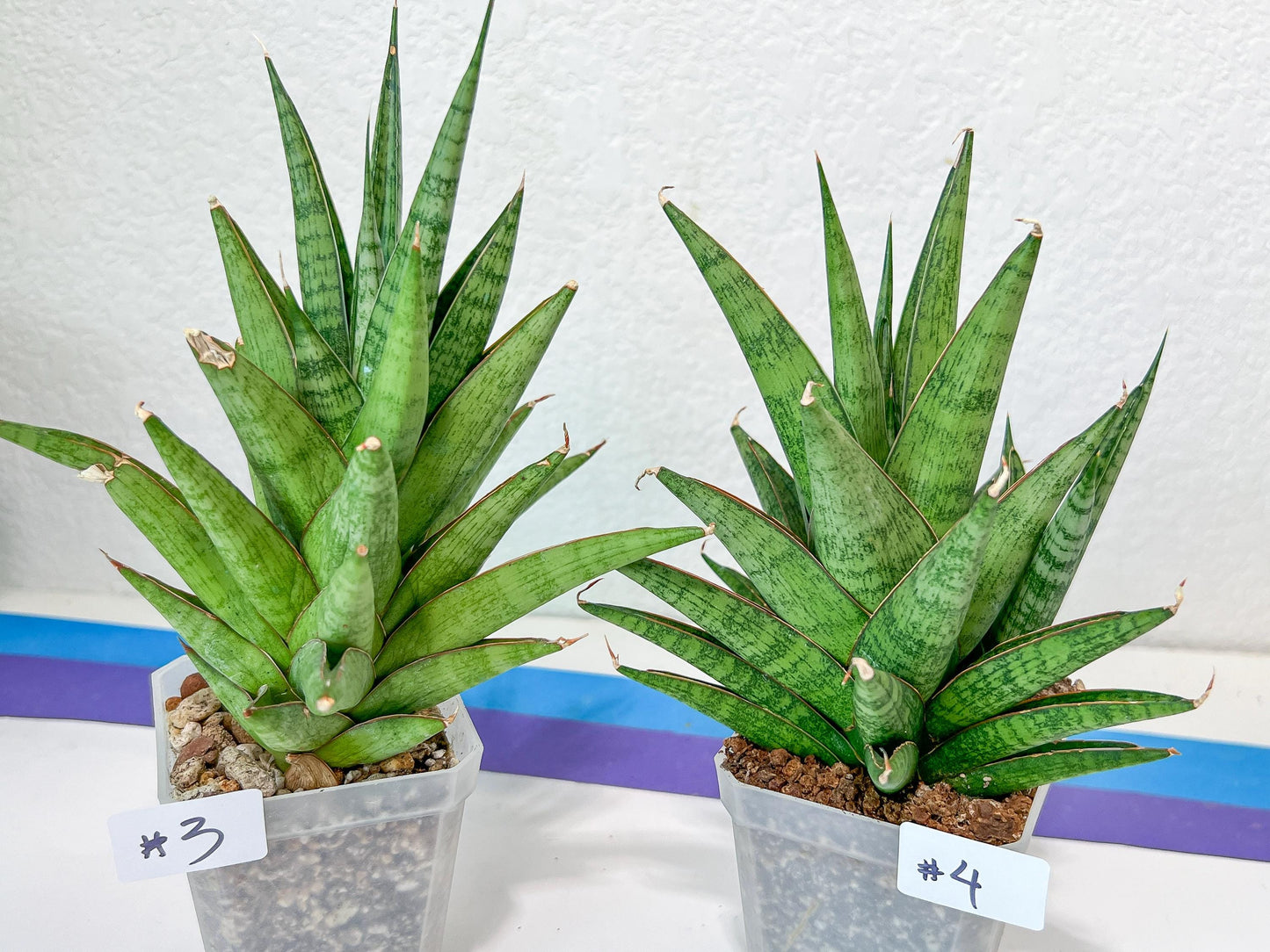 Sansevieria RockMan (B1)| Choose Your Extraordinary Imported Plant