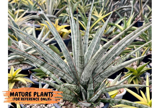 Sansevieria Crown up (#C6.5) | Imported Snake Plants