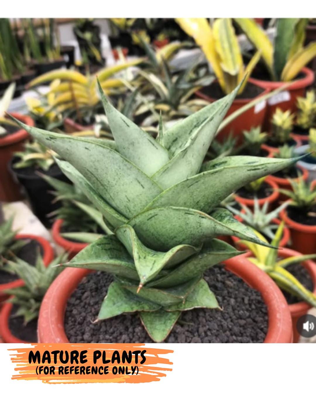 Sansevieria Dewa (Ha9) (y) | Very Hard to Import | Dwarf hybrids