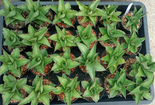 Sansevieria Rock Sand (#RA7) | Rare Imported Hybrids