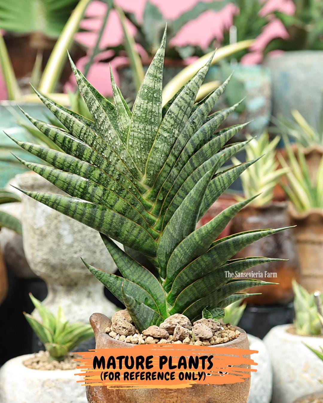 Sansevieria Sindoro (#RA13) | Imported Indoor Snake Plant | 2" Planter