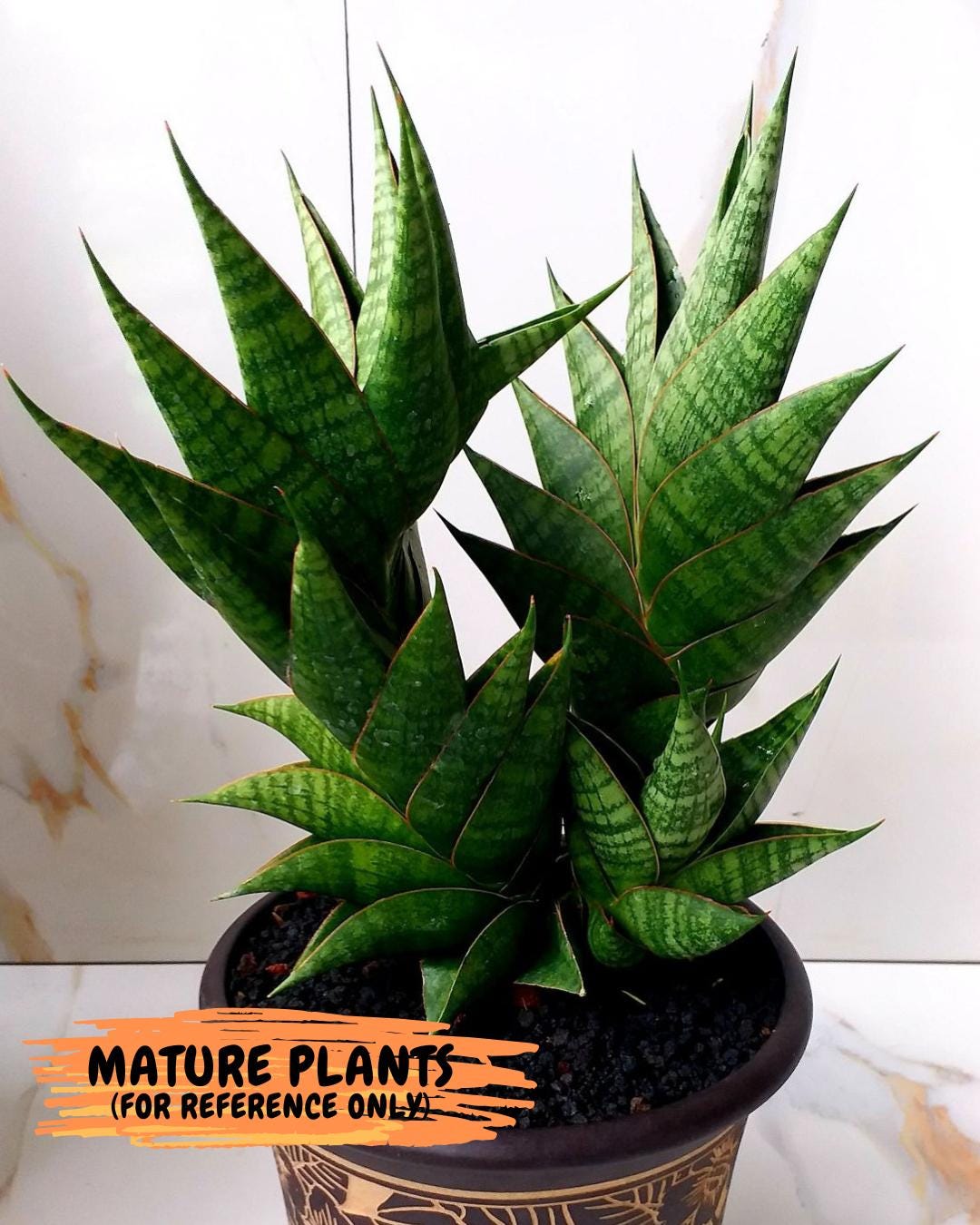 Sansevieria Sindoro (#RA13) | Imported Indoor Snake Plant | 2" Planter