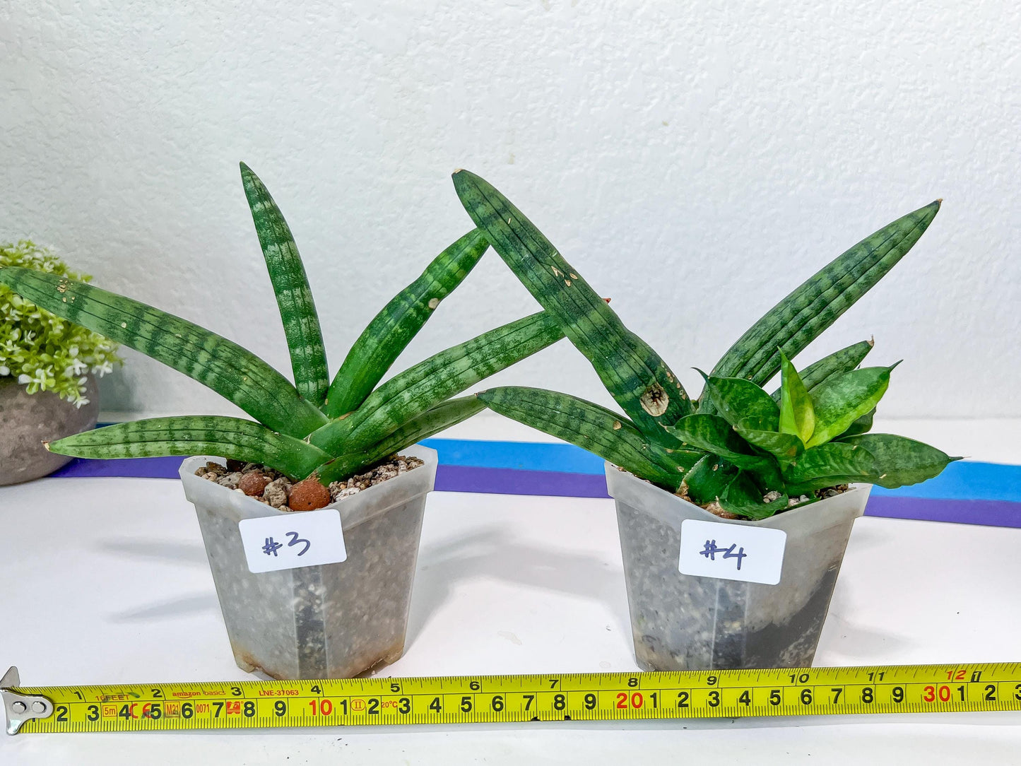 Sansevieria Cylindrica Boncel | Choose Your Extraordinary Plant