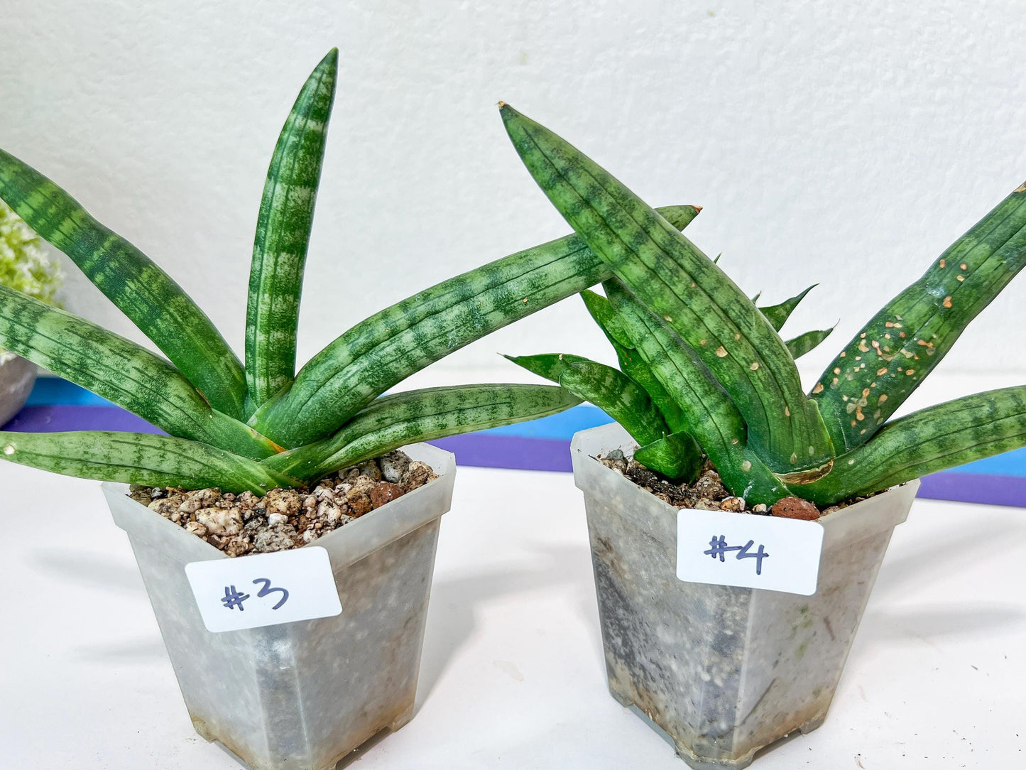 Sansevieria Cylindrica Boncel | Choose Your Extraordinary Plant