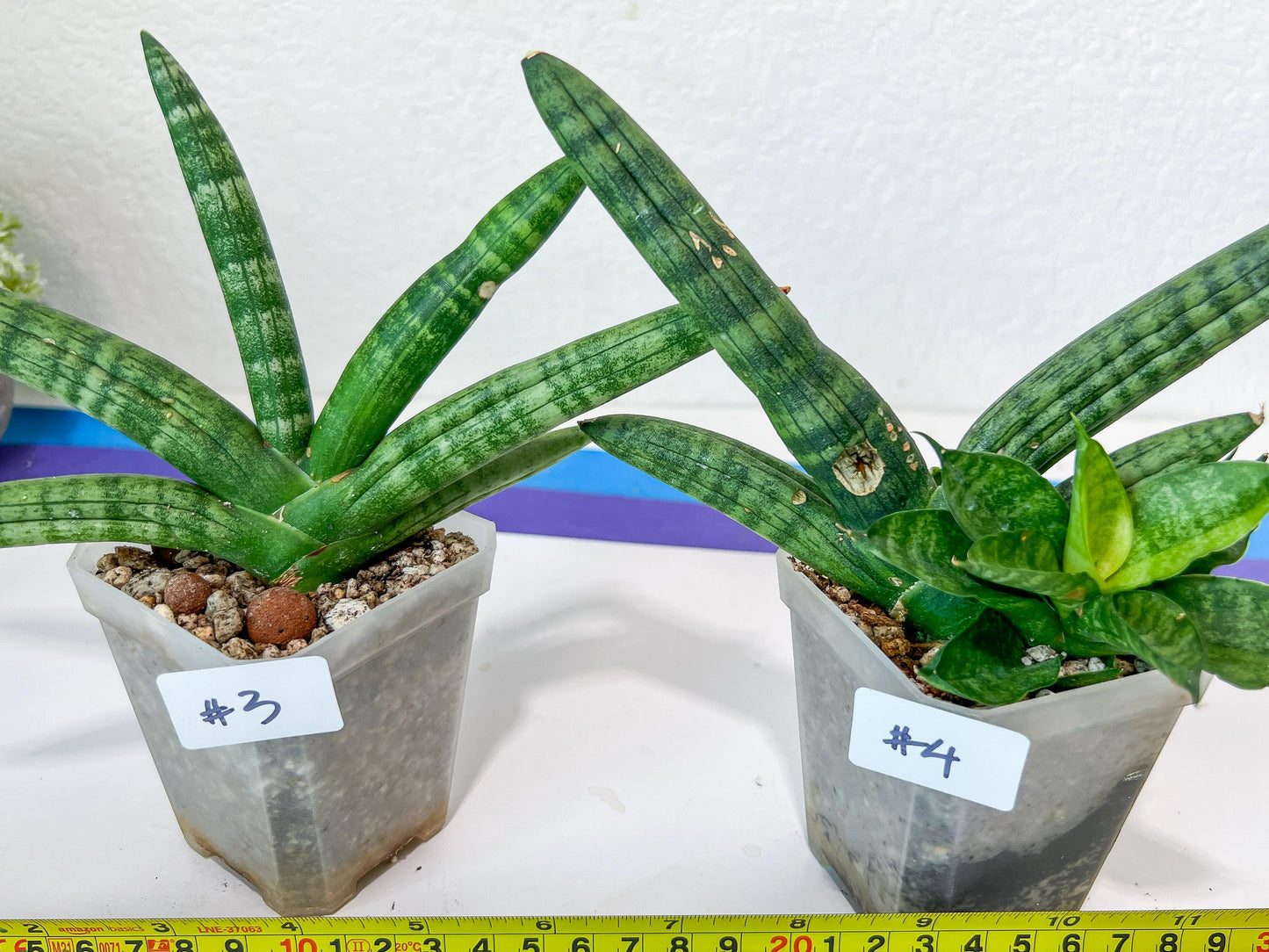 Sansevieria Cylindrica Boncel | Choose Your Extraordinary Plant